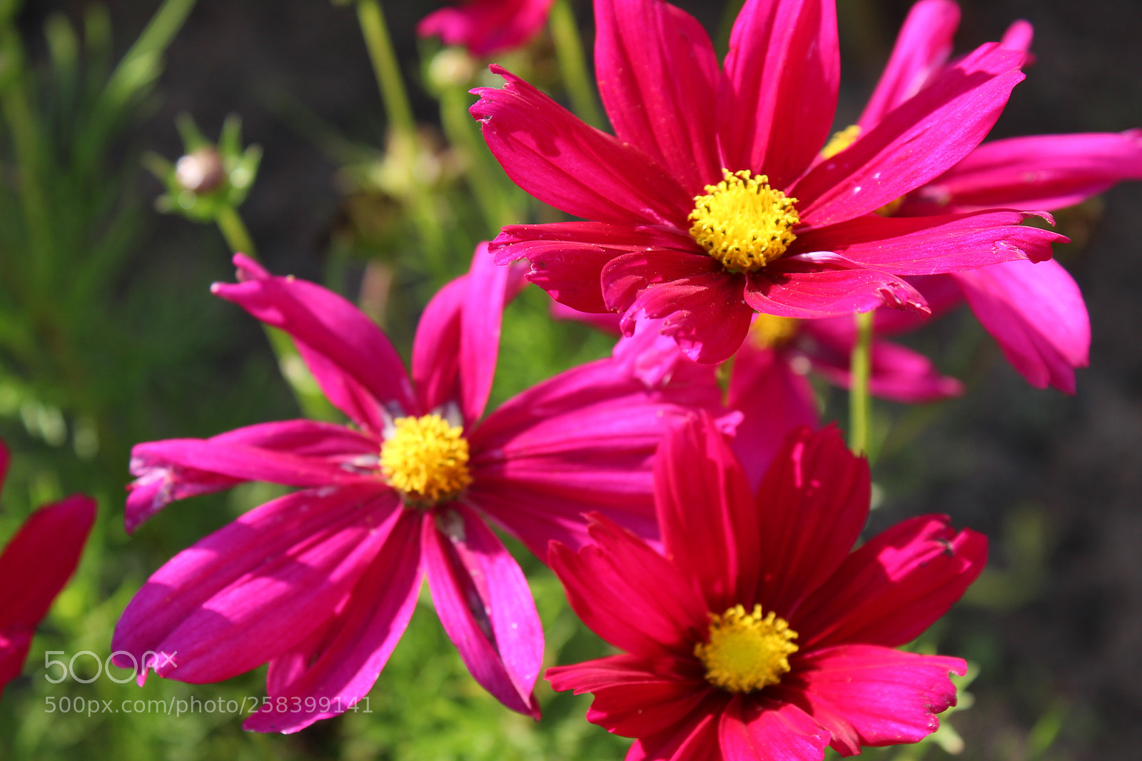 Canon EOS 1300D (EOS Rebel T6 / EOS Kiss X80) sample photo. Flower photography