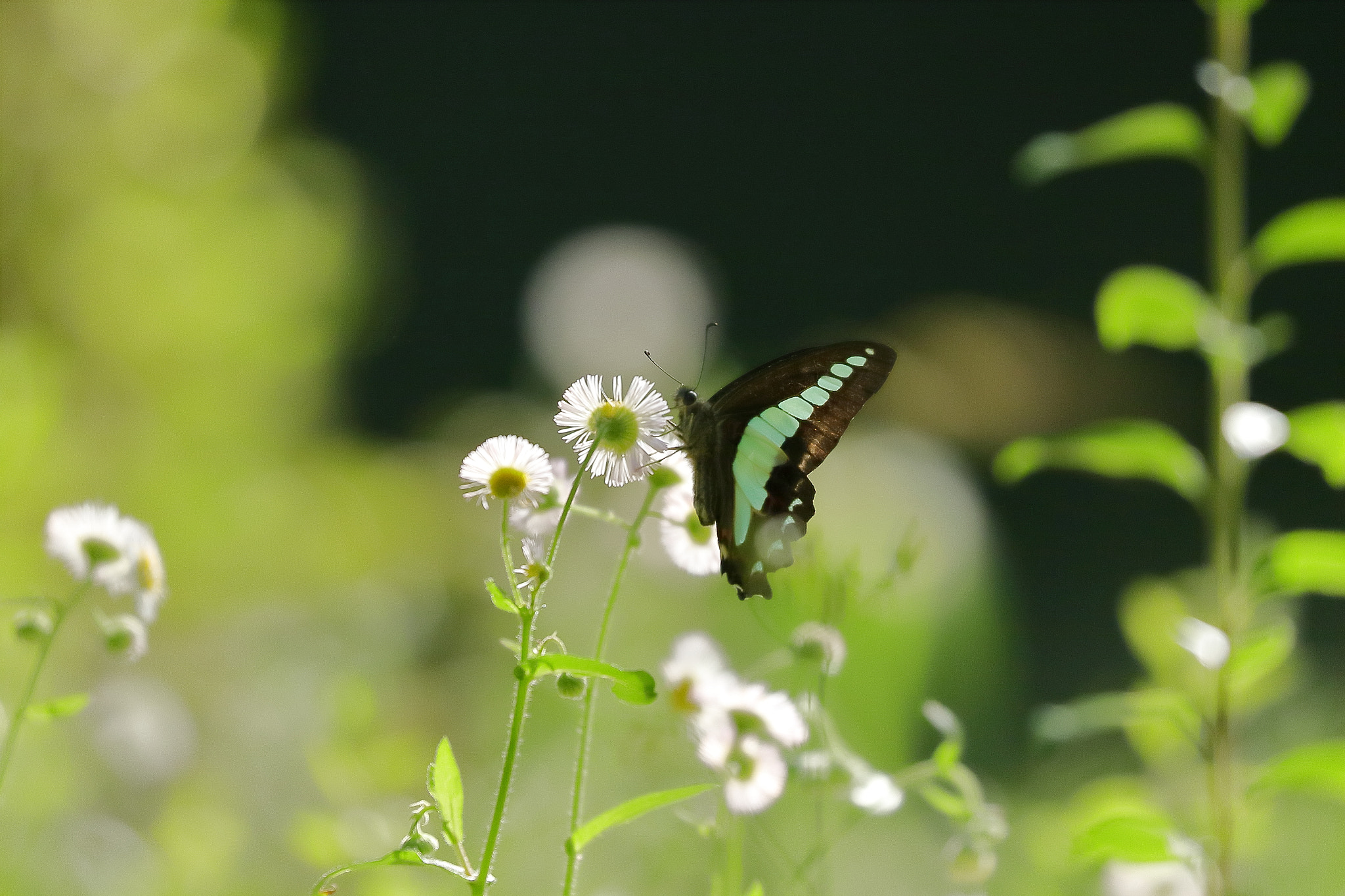 Canon EOS 7D Mark II + Canon EF 100-400mm F4.5-5.6L IS II USM sample photo. Swallowtail butterfly 7i2a9398 photography