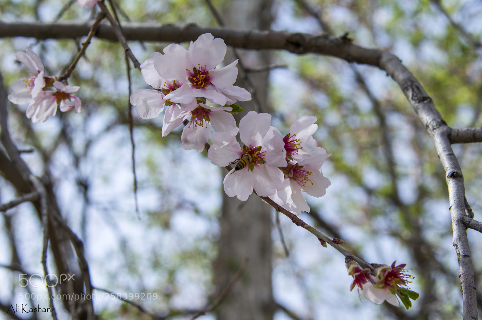 Nikon D3200 sample photo. Pink flowers photography