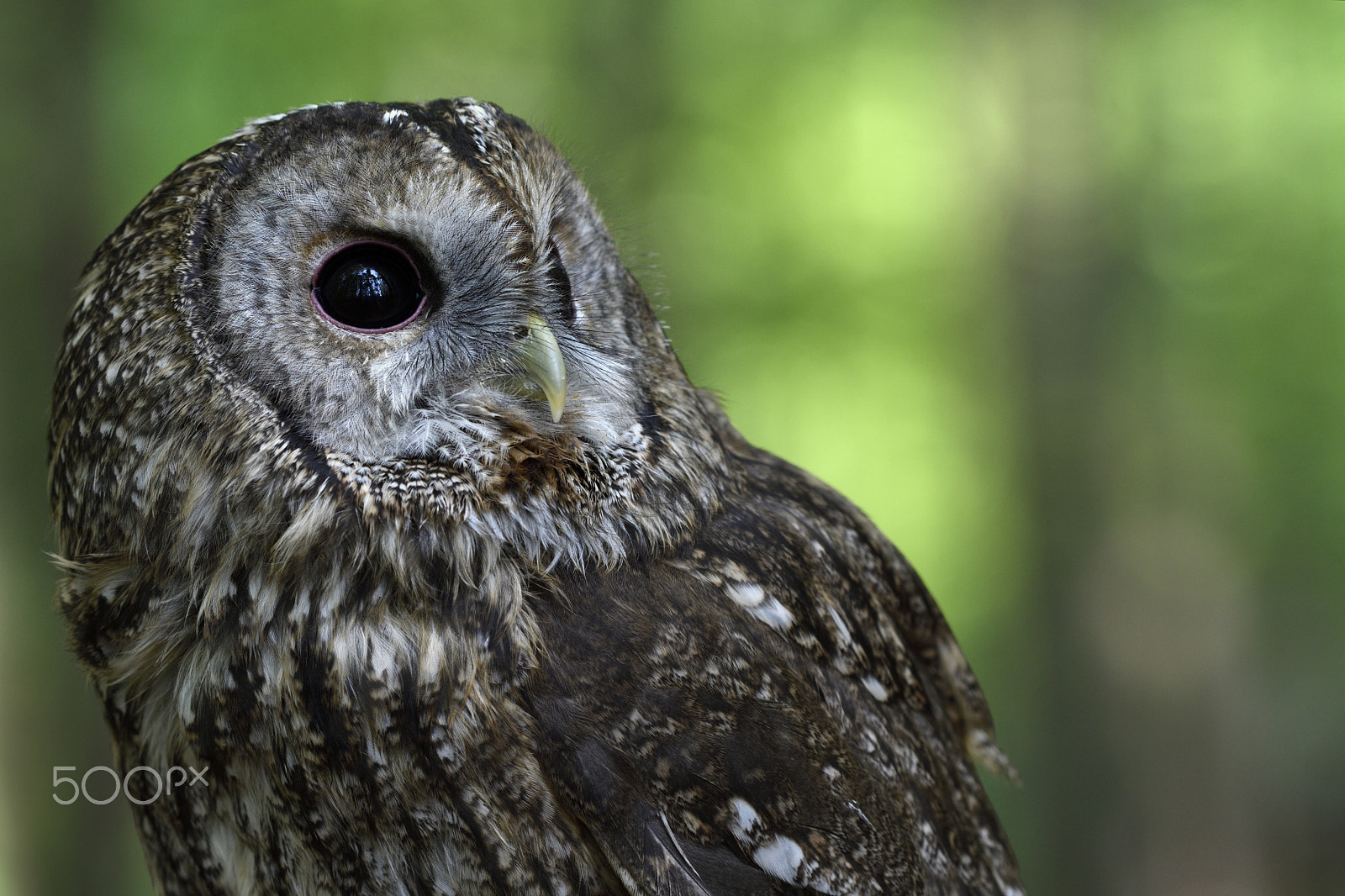 Nikon AF-S Nikkor 200-500mm F5.6E ED VR sample photo. Strix aluco photography