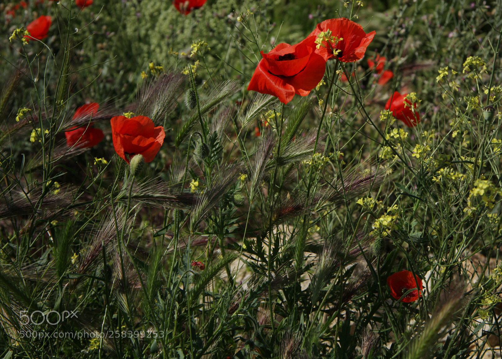 Canon EOS 7D sample photo. Poppy photography