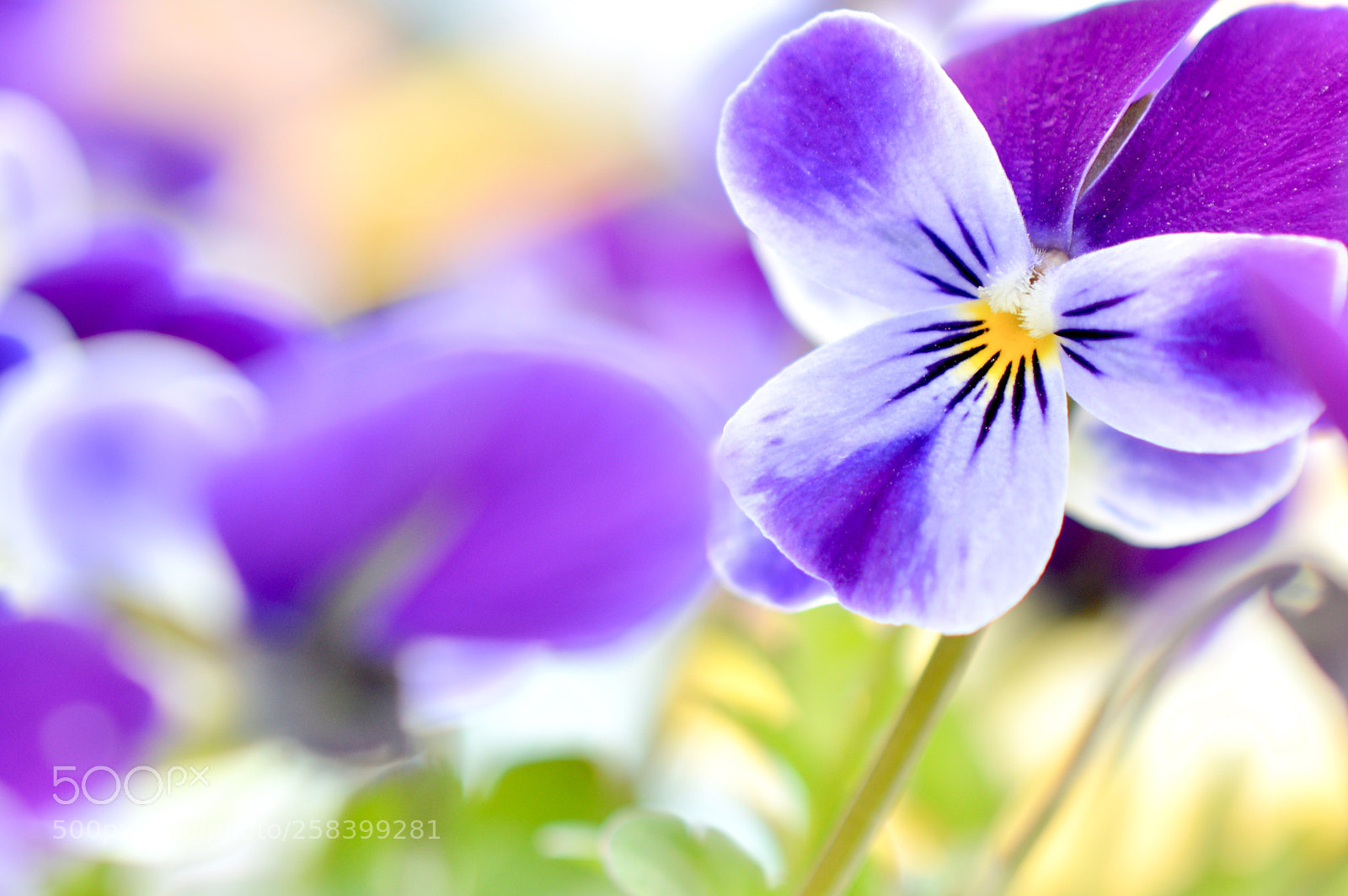 Nikon D3200 sample photo. Viola blue rabbit ❁˚:*:・゜ photography