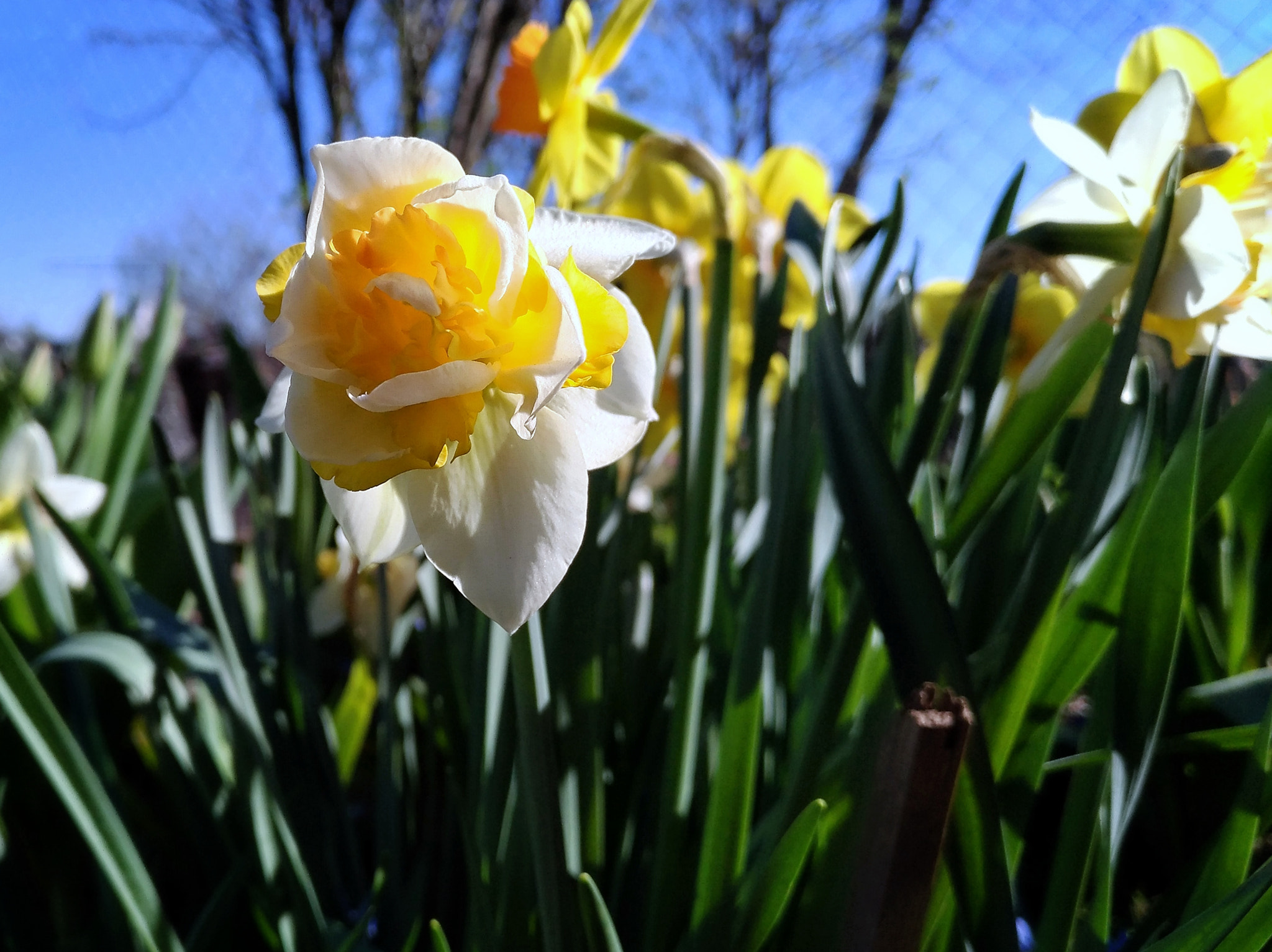 ASUS ZE520KL sample photo