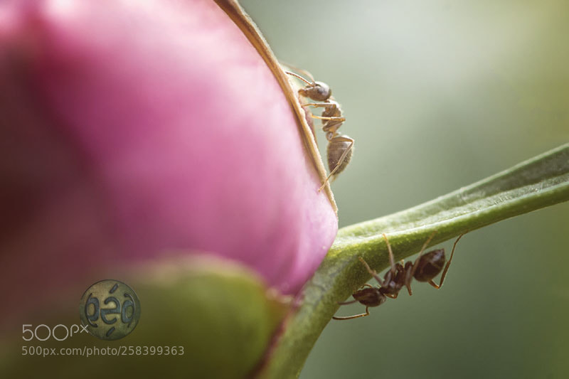 Sony SLT-A99V sample photo. Fourmis photography