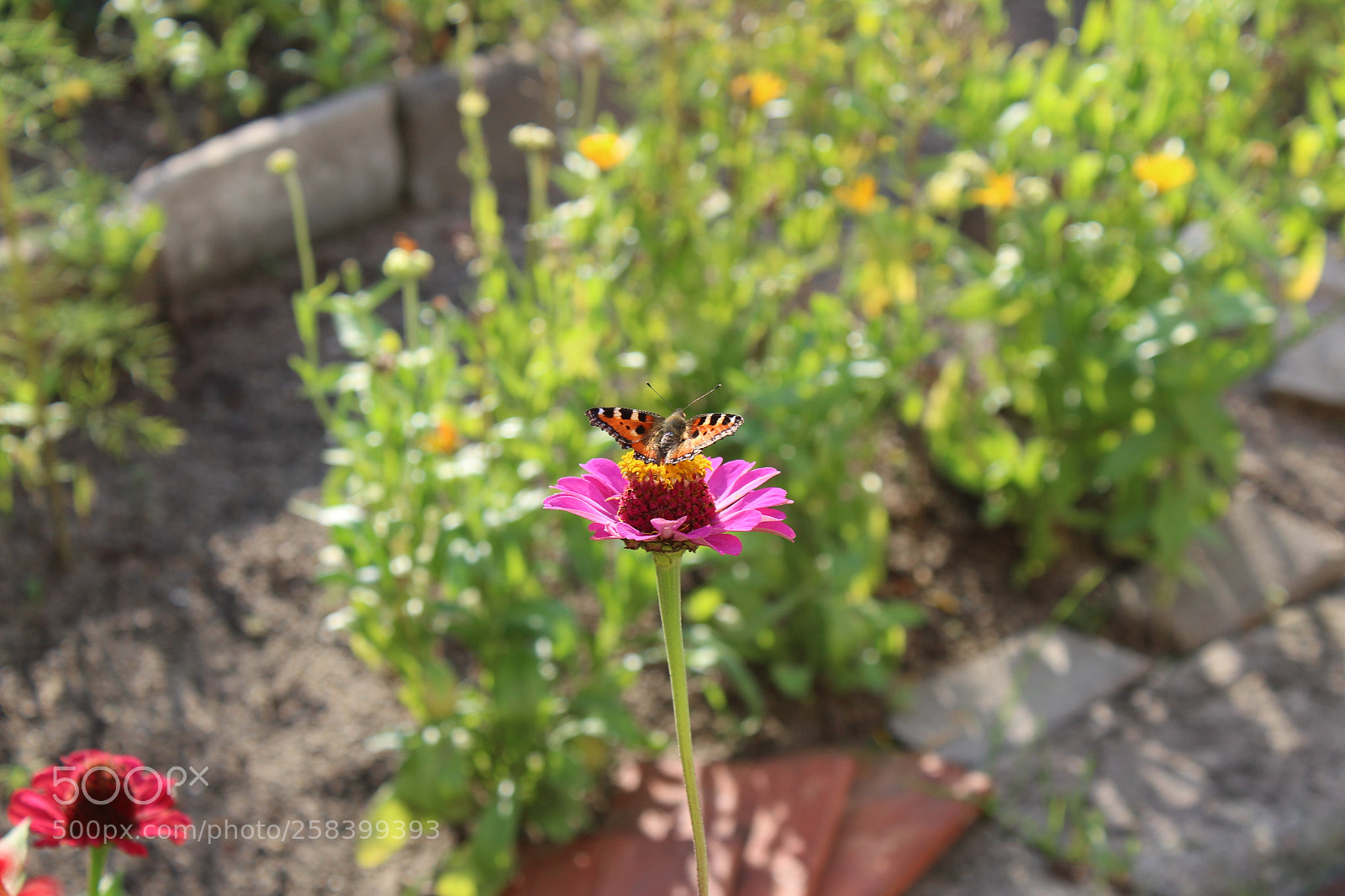 Canon EOS 1300D (EOS Rebel T6 / EOS Kiss X80) sample photo. Flower photography