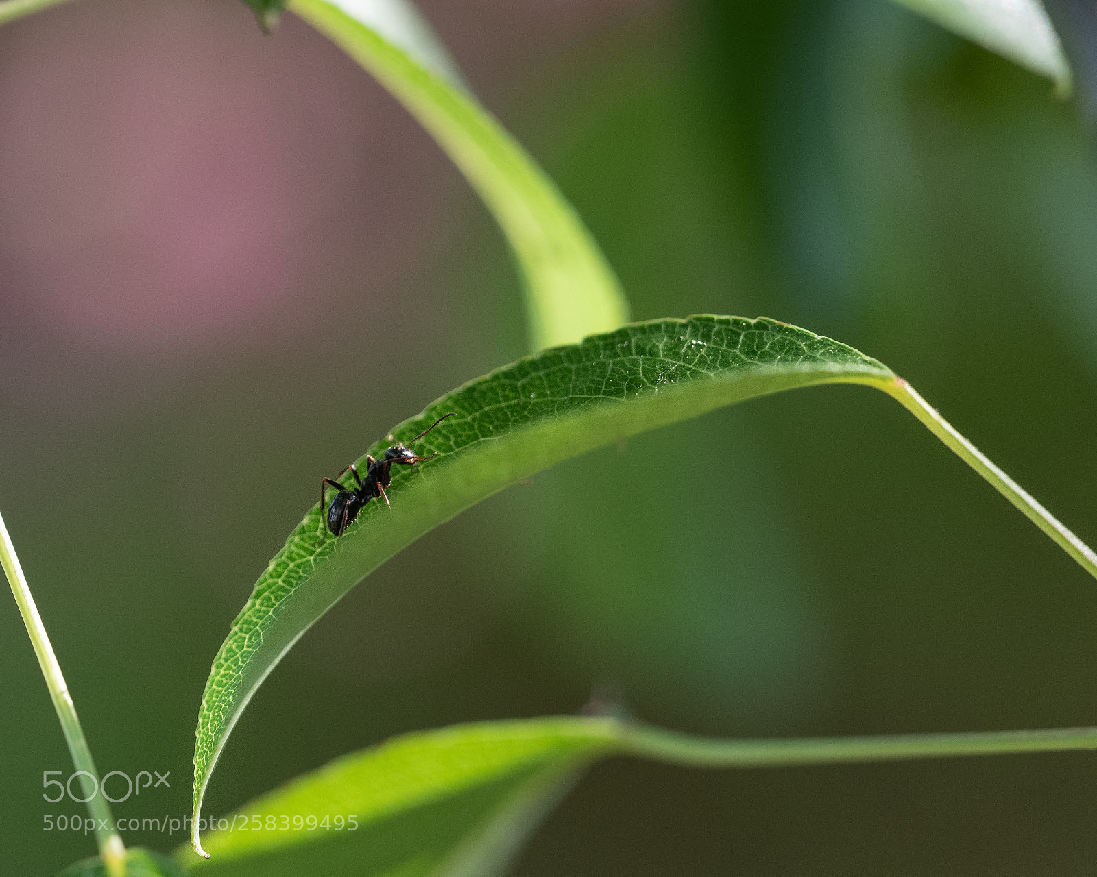 Fujifilm GFX 50S sample photo. Ant - macro shot photography