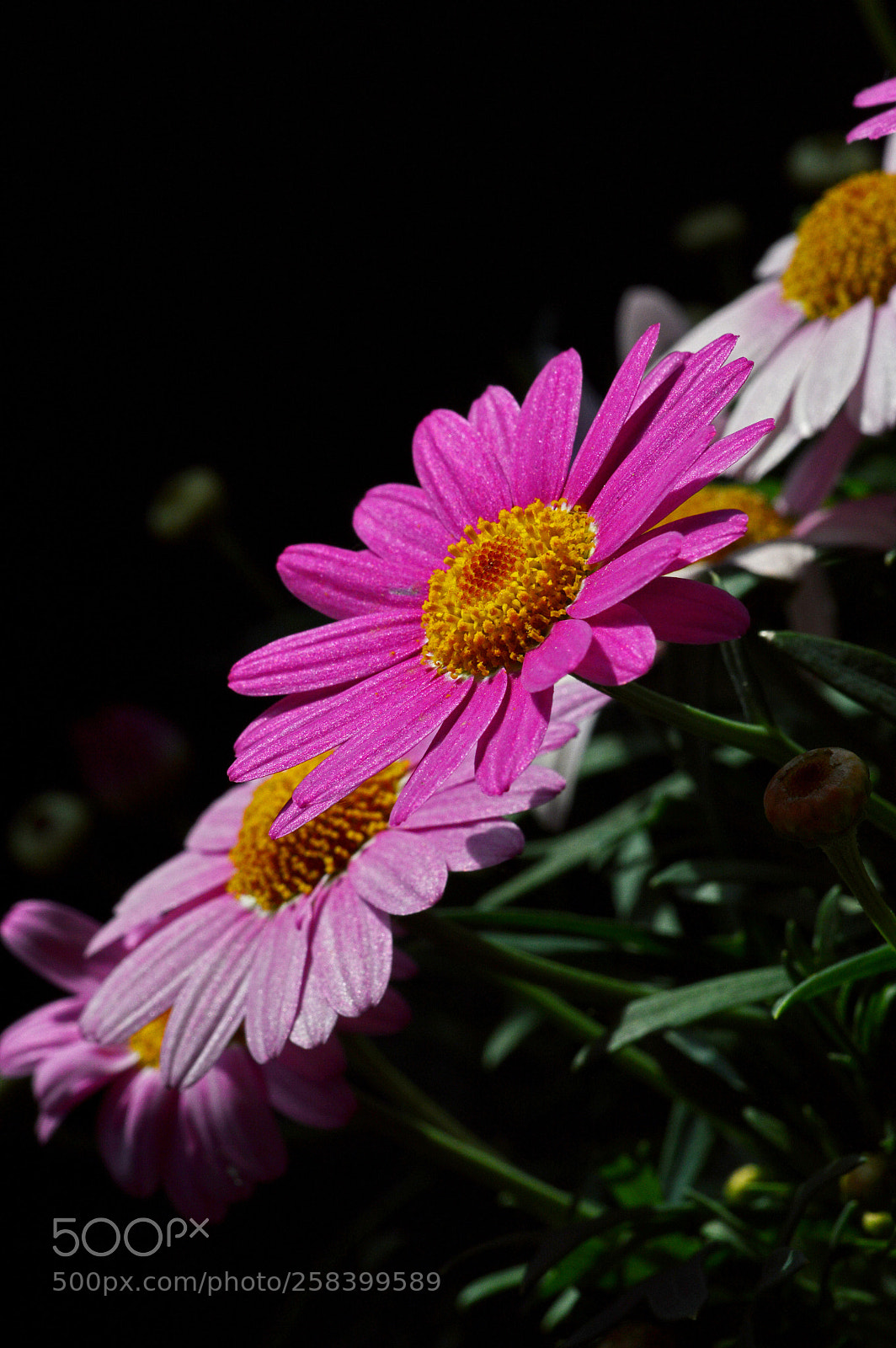 Nikon D3200 sample photo. Pink marguerite photography