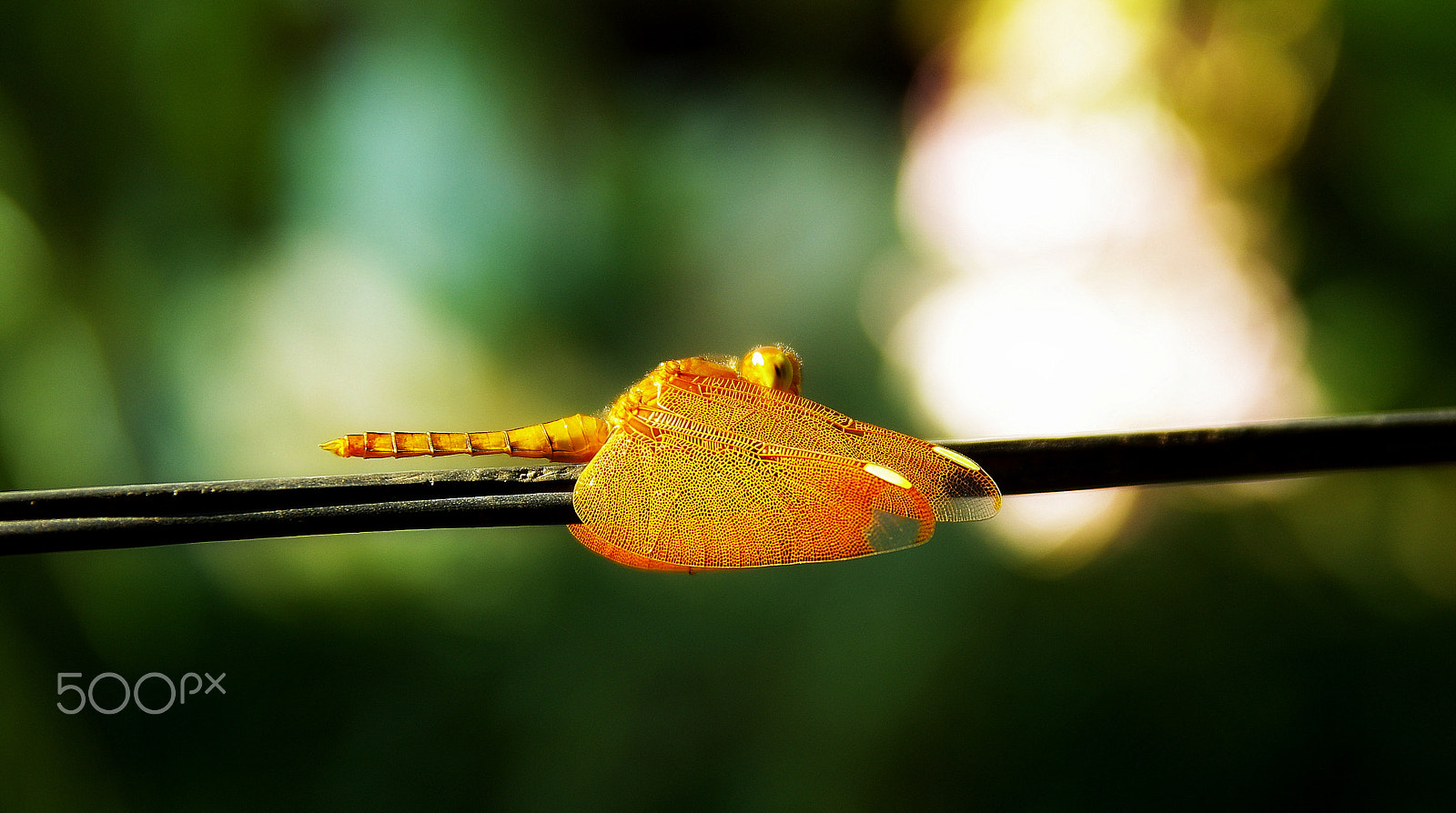 Pentax K-5 IIs + Sigma 17-50mm F2.8 EX DC HSM sample photo. Dragonfly - golden wings photography