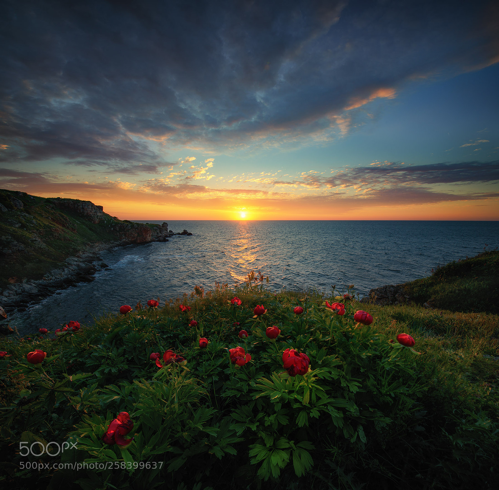 Nikon D800E sample photo. Wild peonies photography
