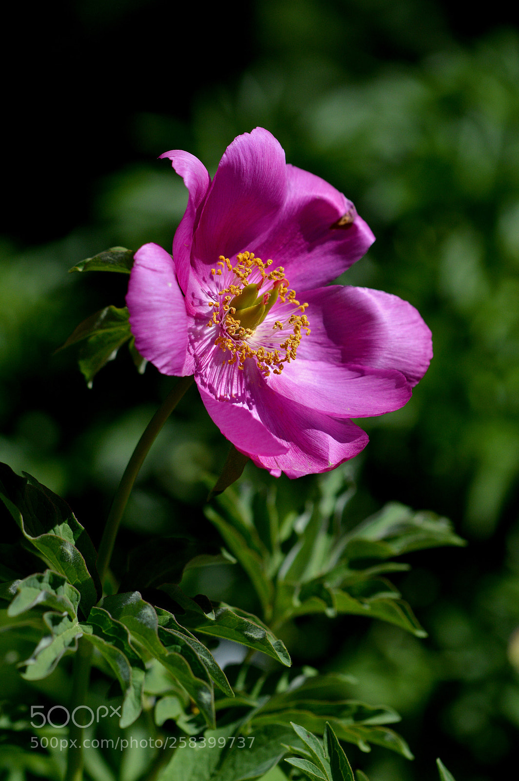 Nikon D3200 sample photo. Peony photography