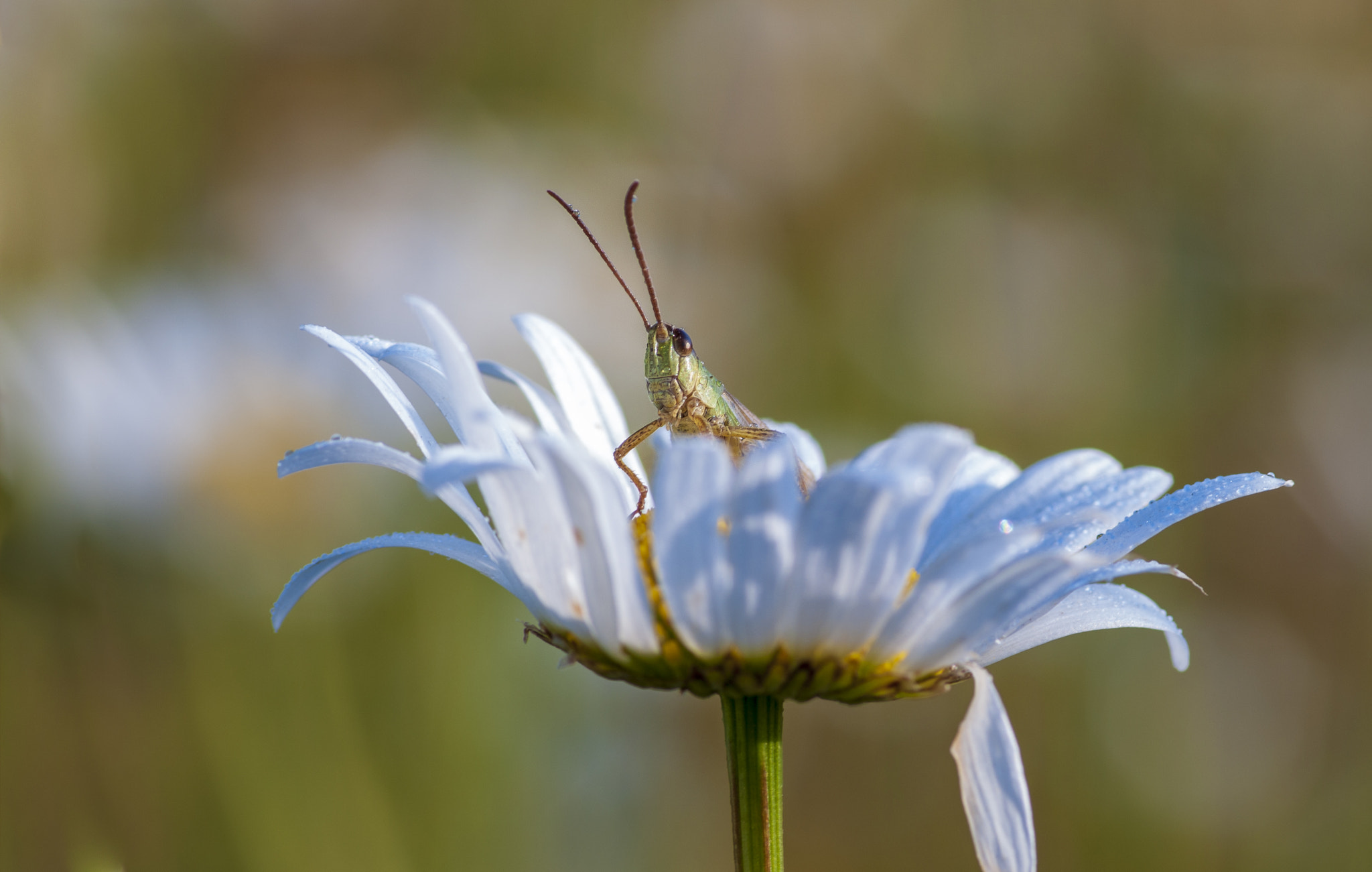 Pentax K-7 sample photo. *** photography