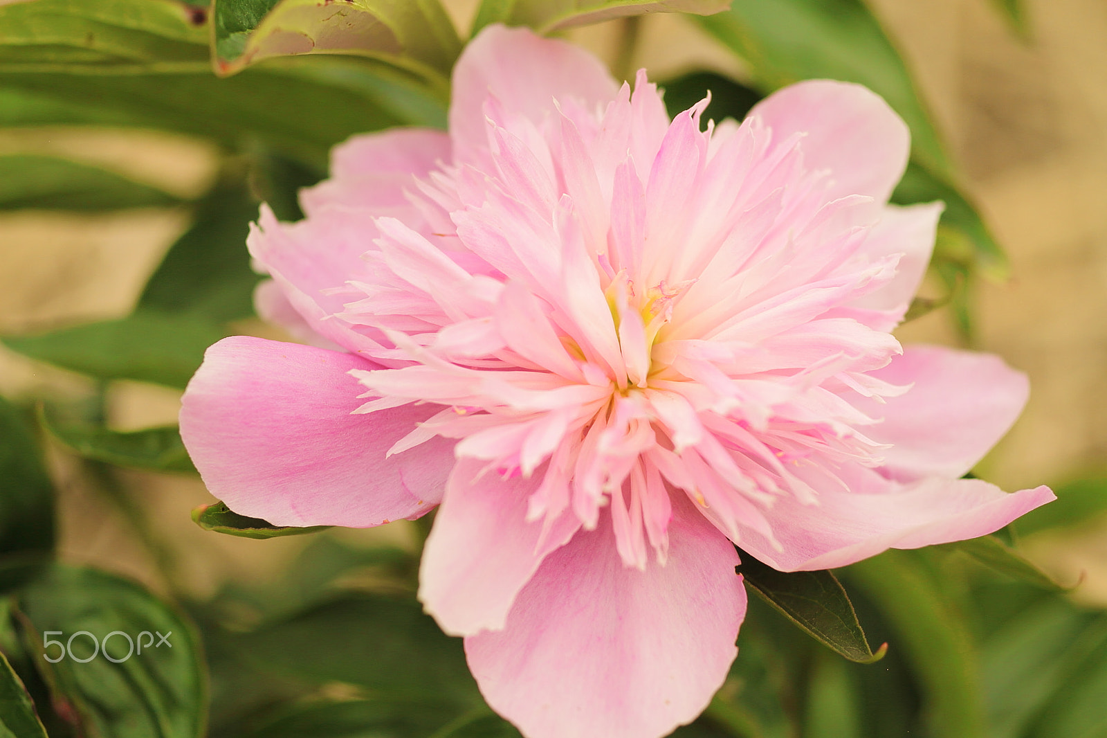 Canon EOS 7D + Canon EF 50mm F1.8 II sample photo. Pink rhododendron photography