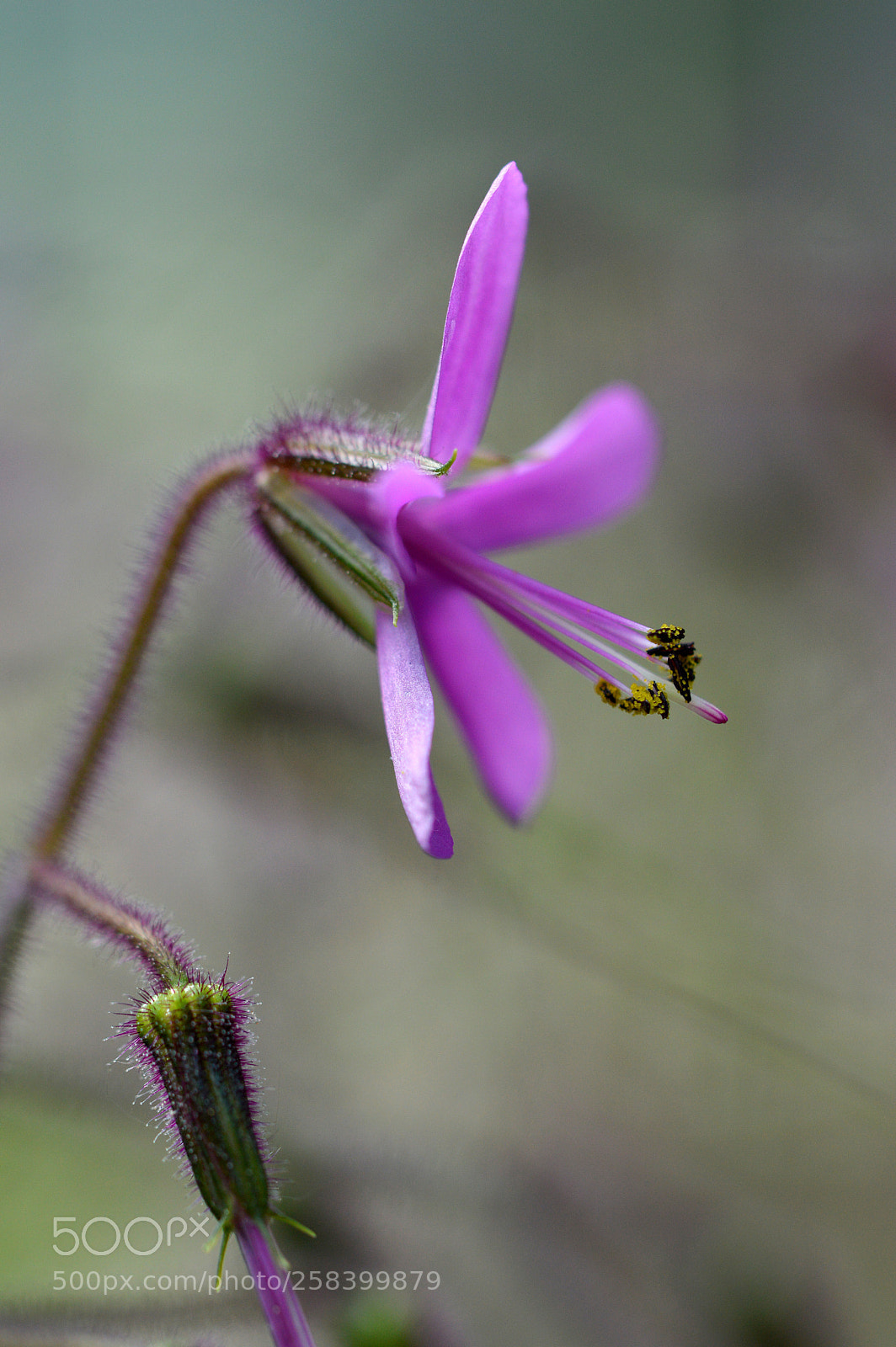 Nikon D3200 sample photo. Pink flower photography