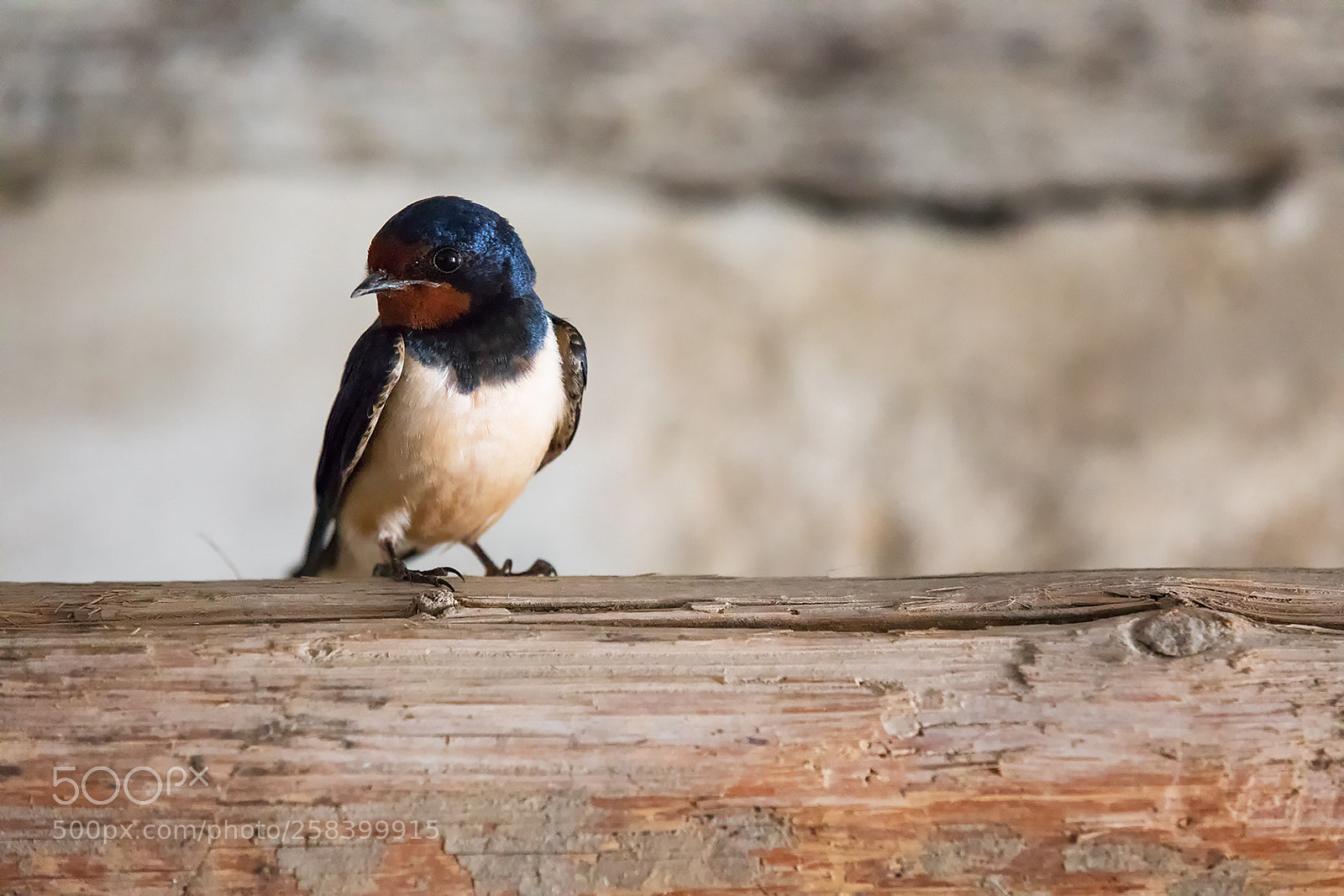Canon EOS 5D Mark IV sample photo. Barn swallow -ii- photography