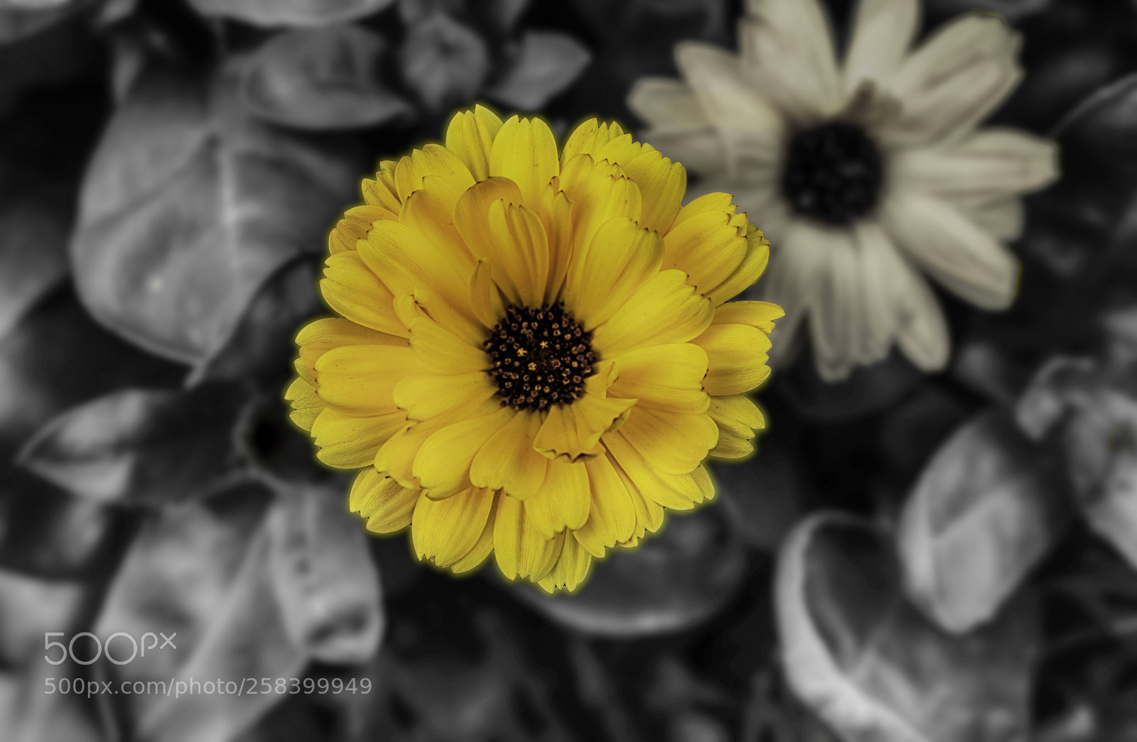 Nikon D3300 sample photo. Sun flowers photography