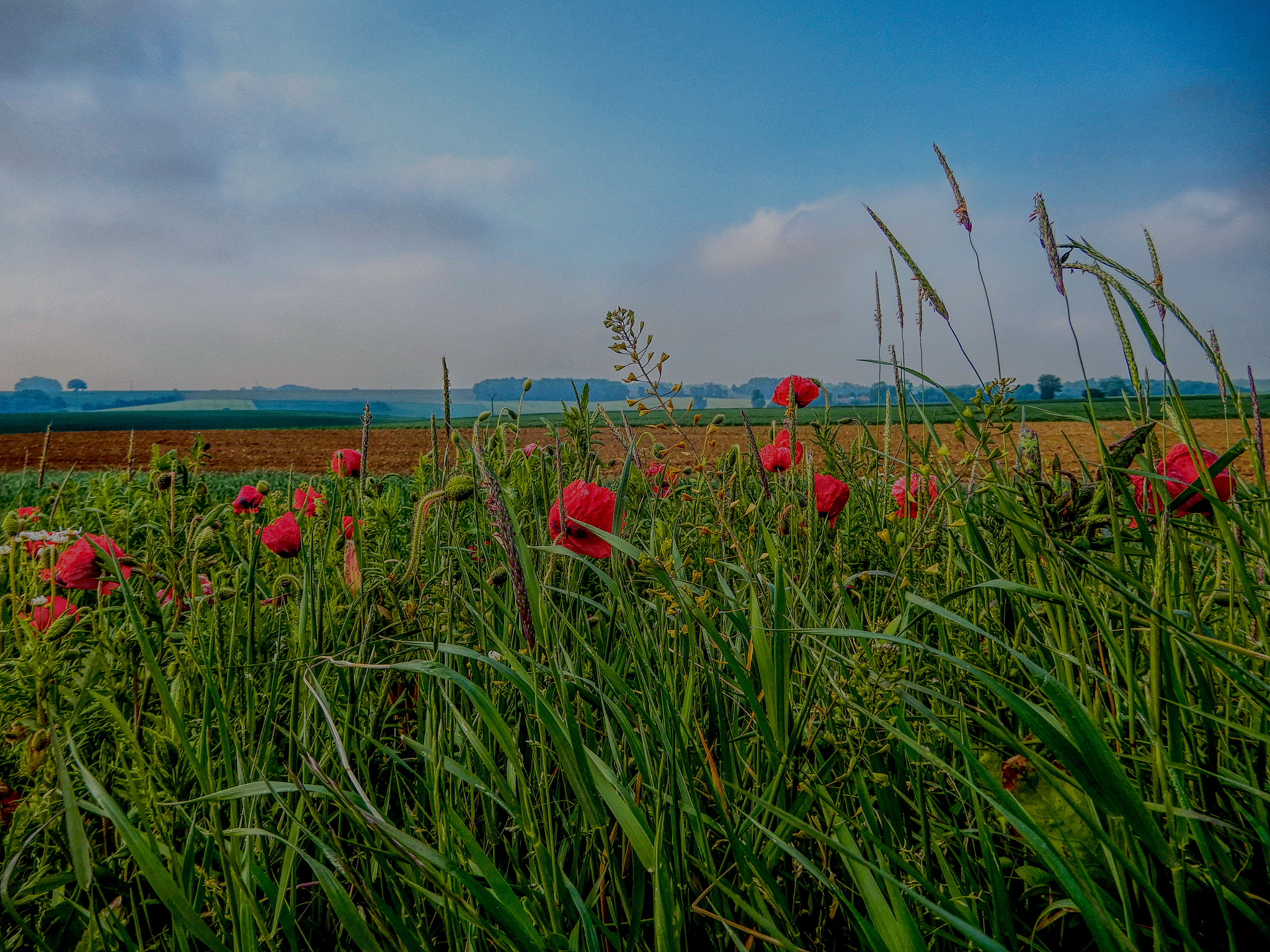 Nikon Coolpix A900 sample photo. Near guillemot the somme photography