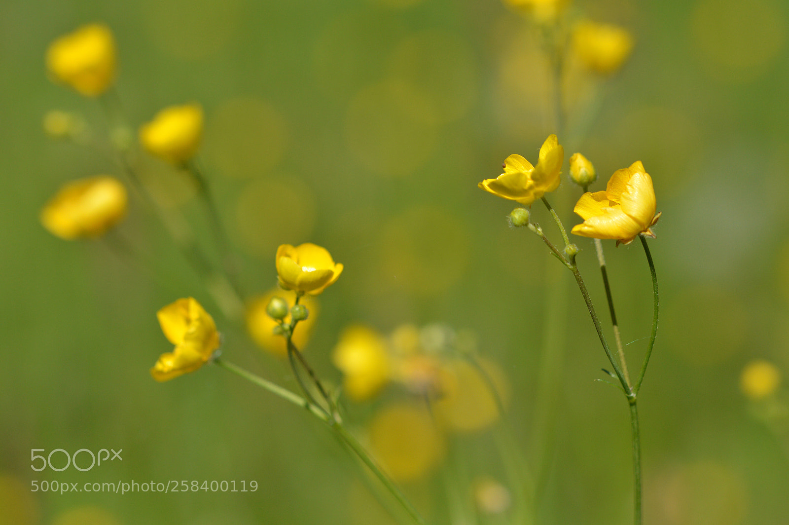 Nikon D3200 sample photo. Yellow in nature photography