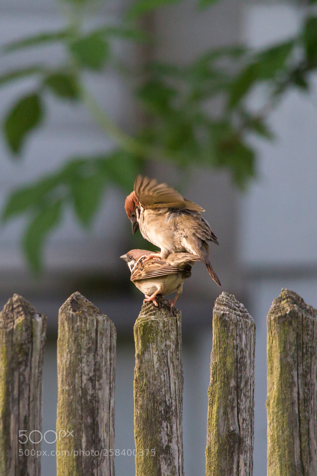 Canon EOS-1D Mark IV sample photo. Sparrow couple copulating on photography