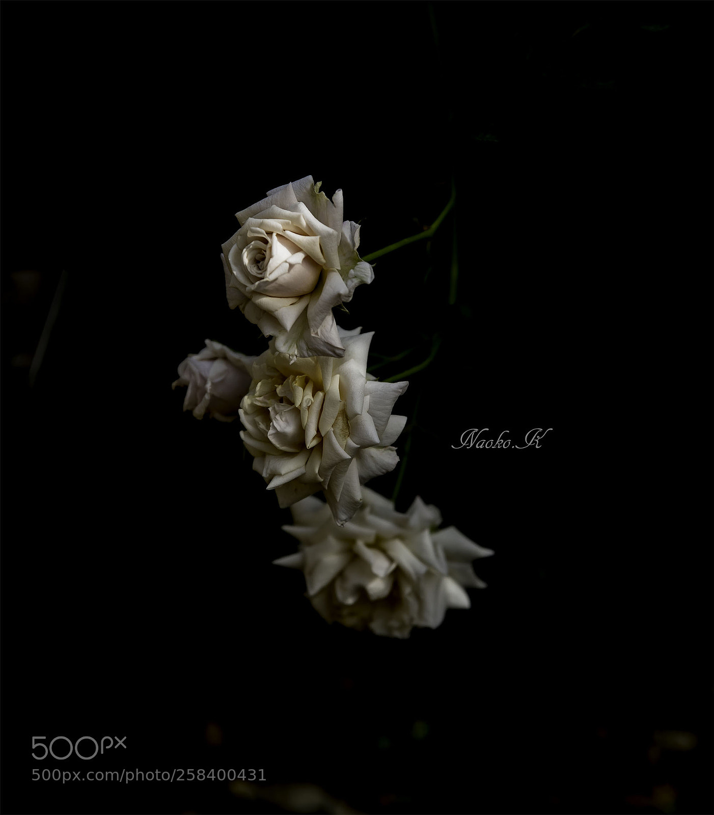 Nikon D750 sample photo. Rose photography
