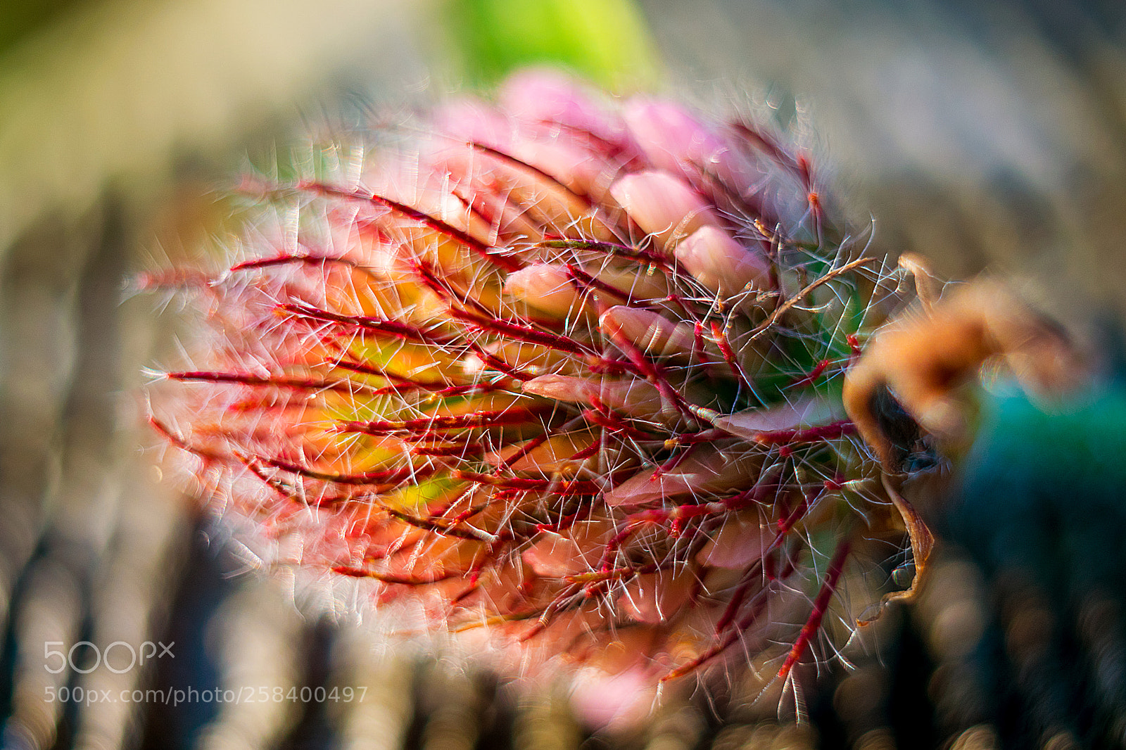 Nikon D5300 sample photo. Detalle colorido photography