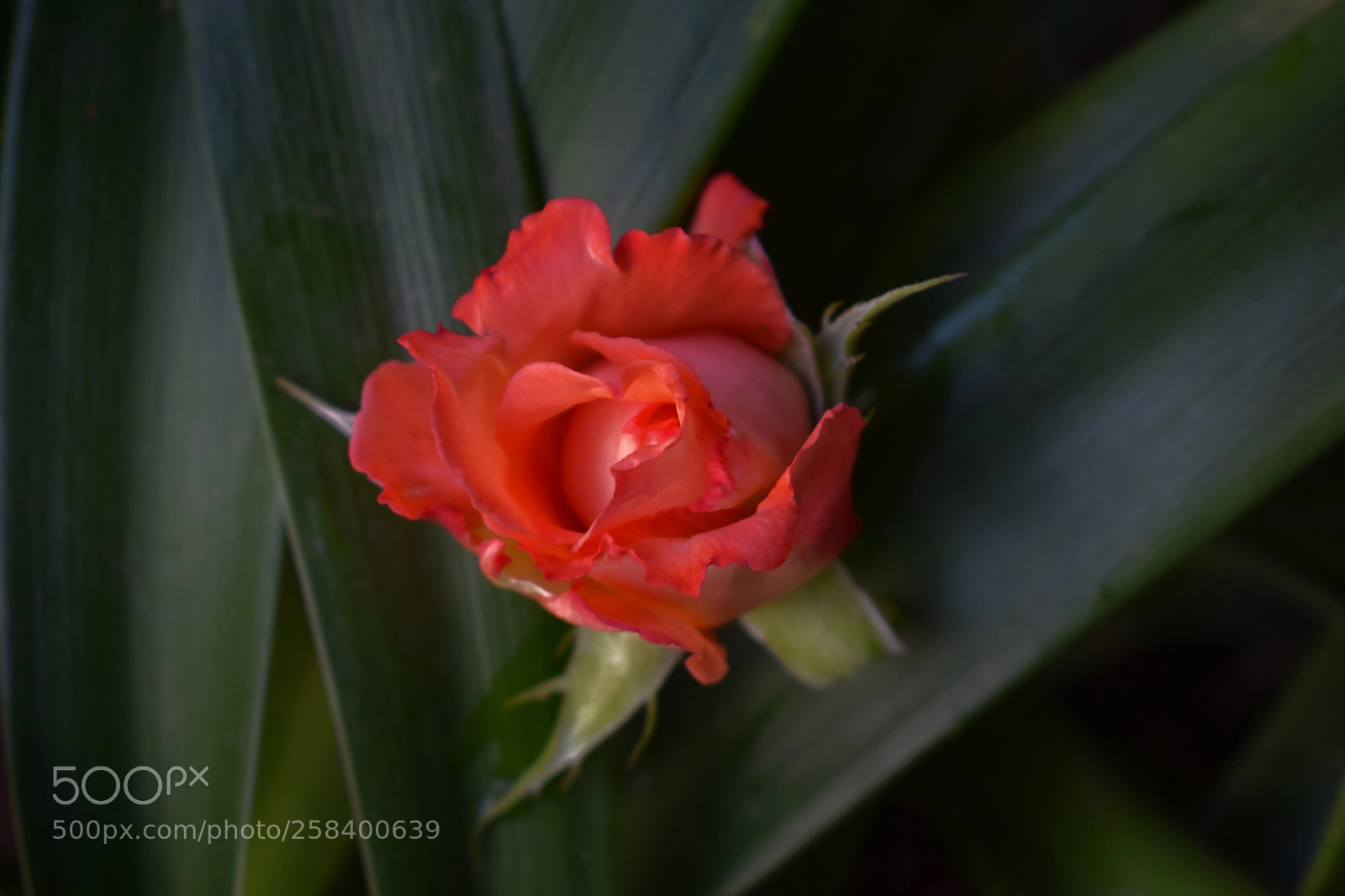 Nikon D3300 sample photo. Pequeña rosa photography