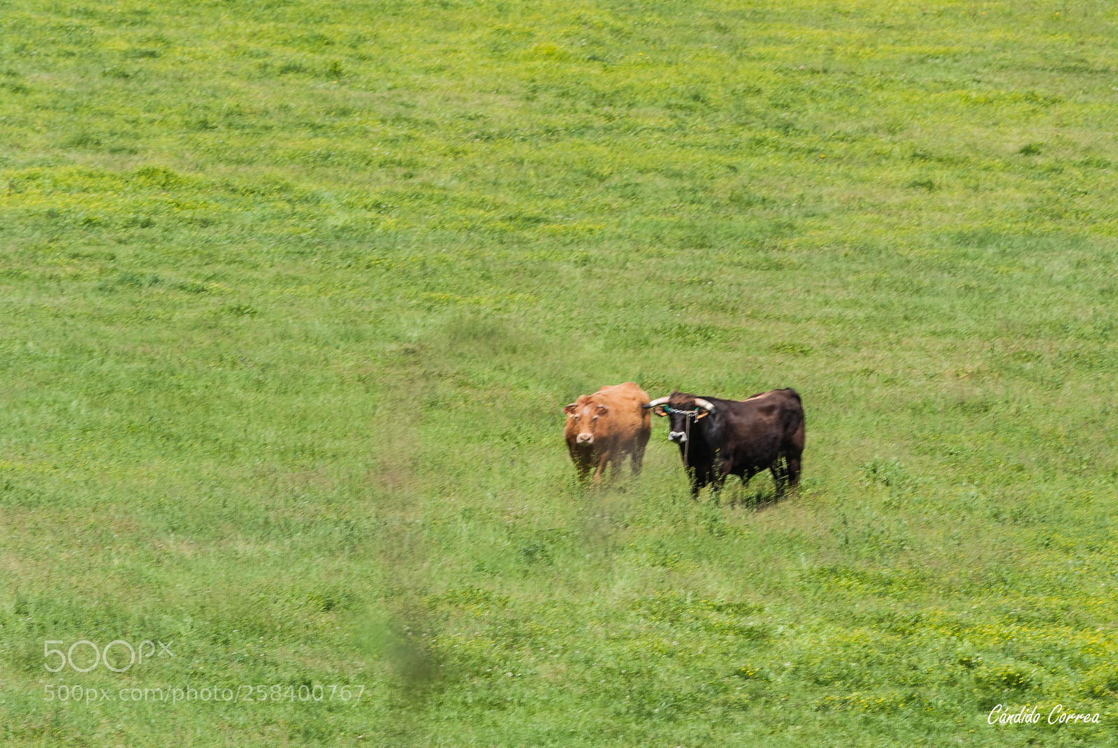 Nikon D3000 sample photo. Ese toro enamorado photography