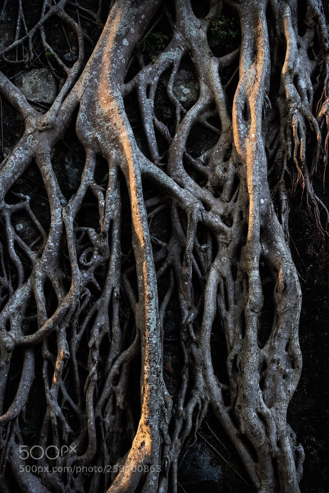 Nikon D810 sample photo. Roots photography