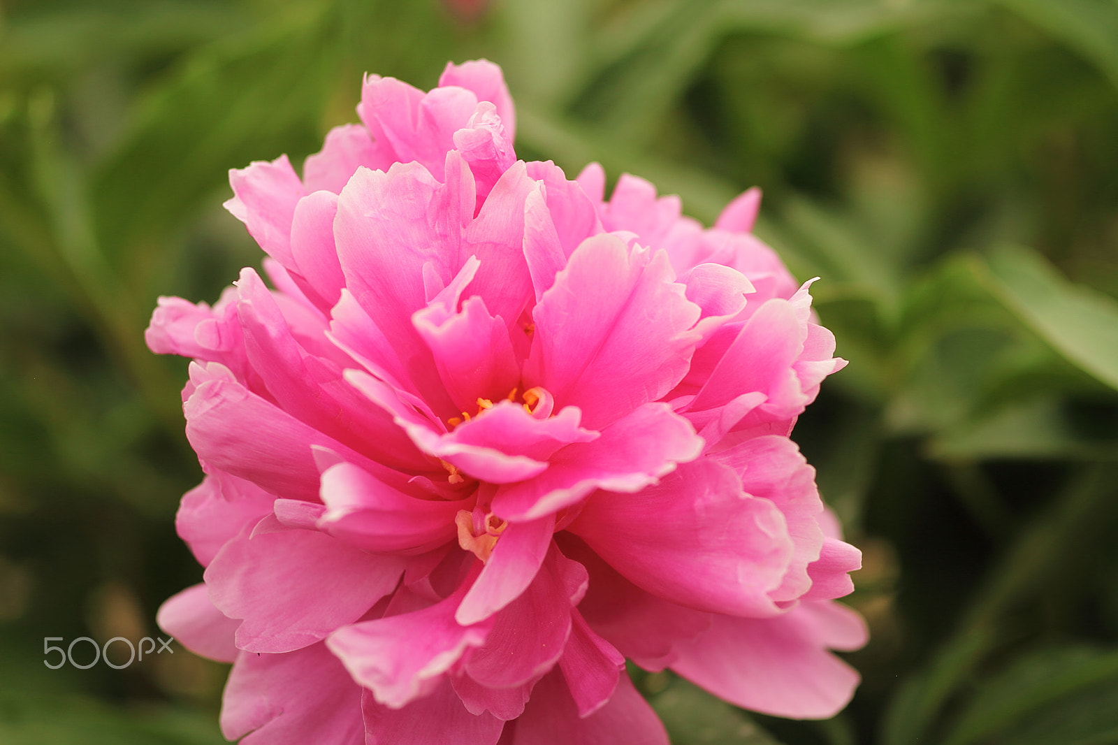 Canon EOS 7D + Canon EF 50mm F1.8 II sample photo. Pink rhododendron photography