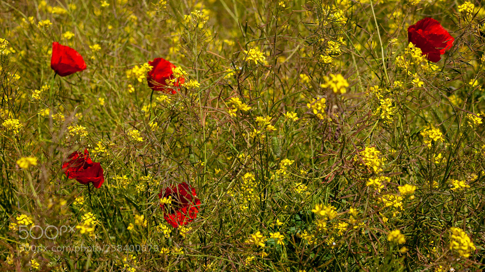 Canon EOS 400D (EOS Digital Rebel XTi / EOS Kiss Digital X) sample photo. España photography