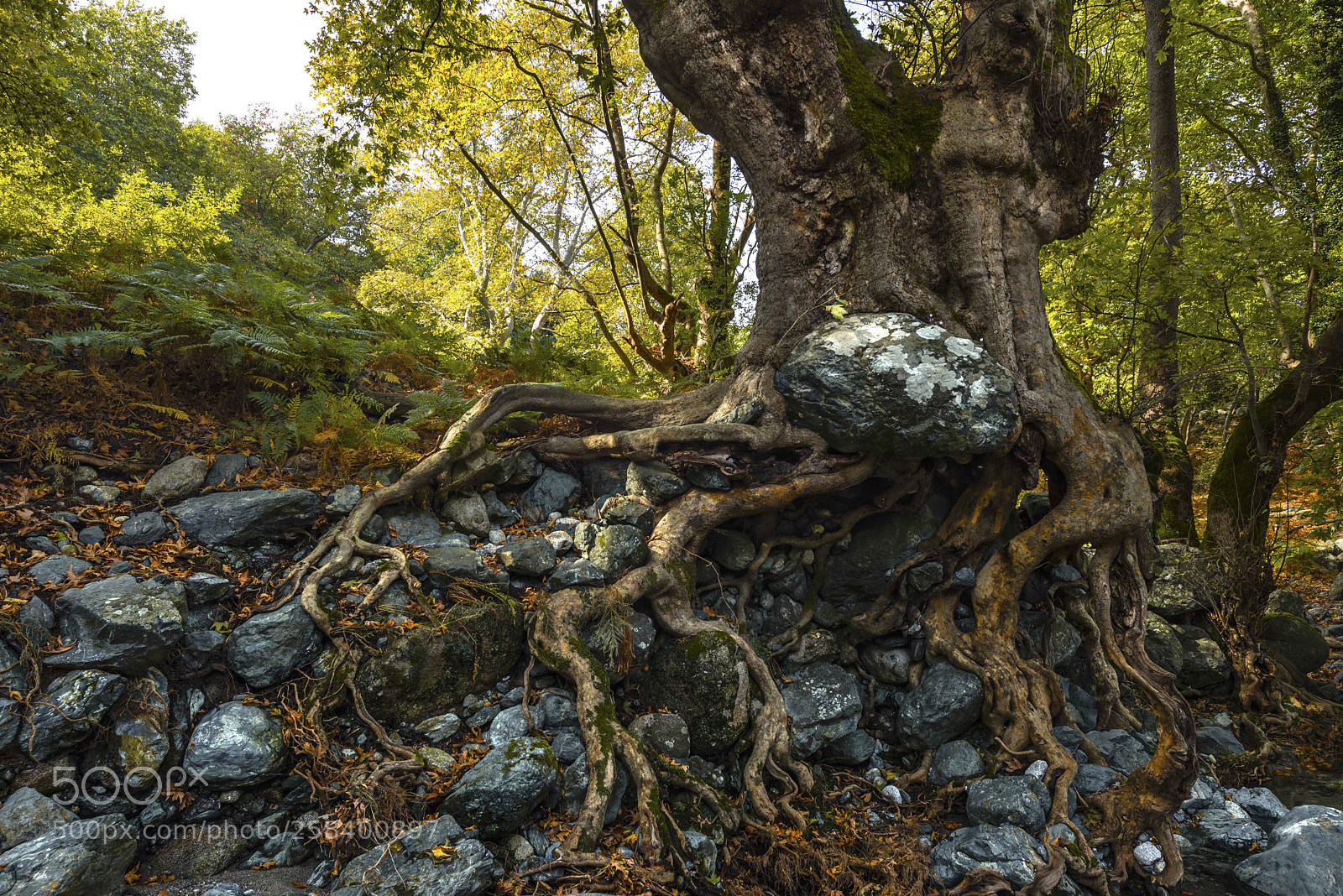Nikon D600 sample photo. Kameneus the devourer photography
