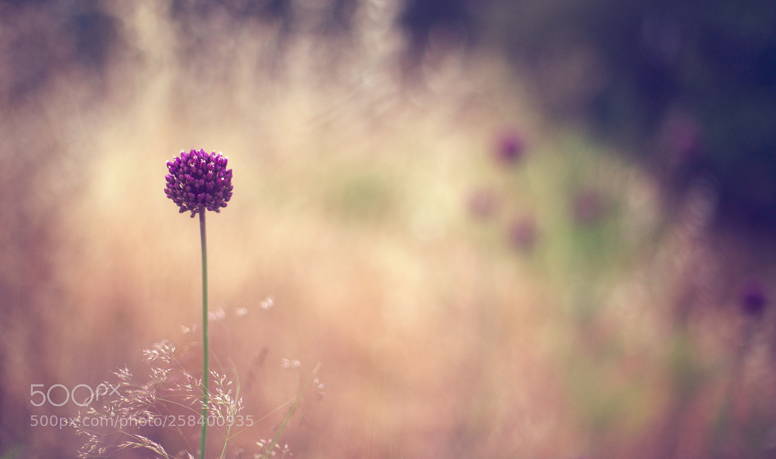 Canon EOS 6D + Canon EF 50mm F1.4 USM sample photo. Embrace photography