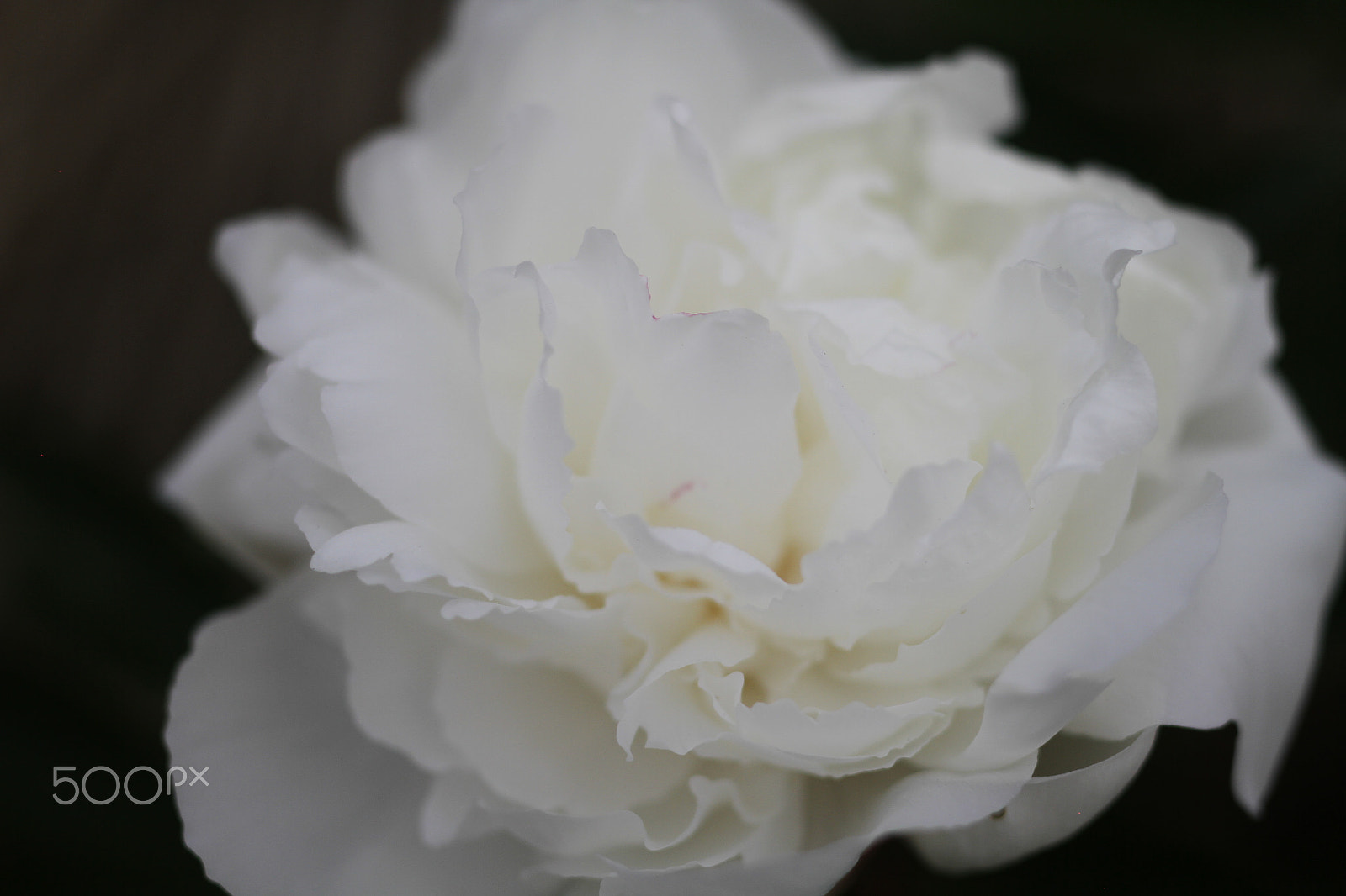 Canon EOS 7D + Canon EF 50mm F1.8 II sample photo. White rhododendron photography