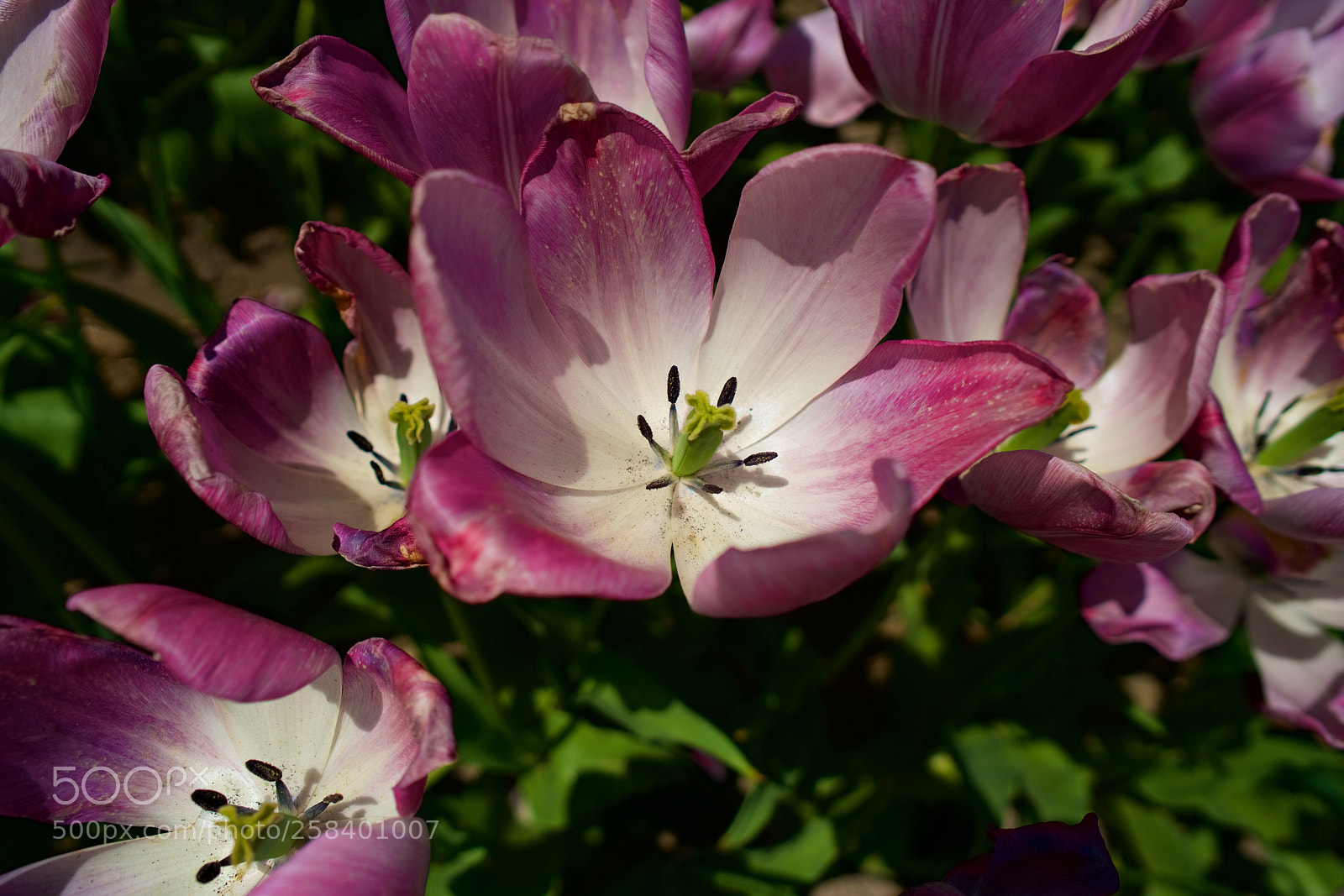 Sony a7R II sample photo. Tulip festival hope photography