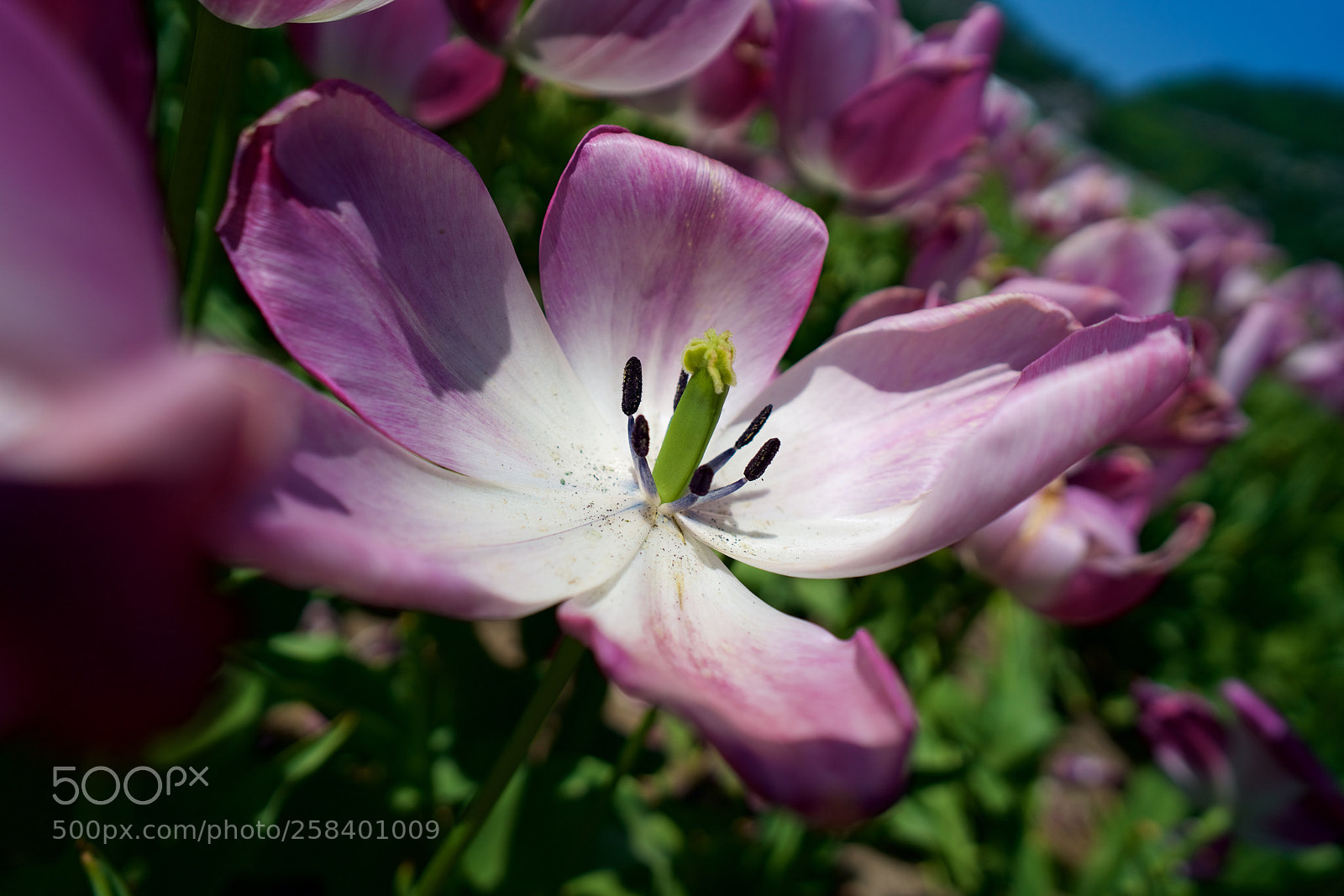 Sony a7R II sample photo. Tulip festival hope photography