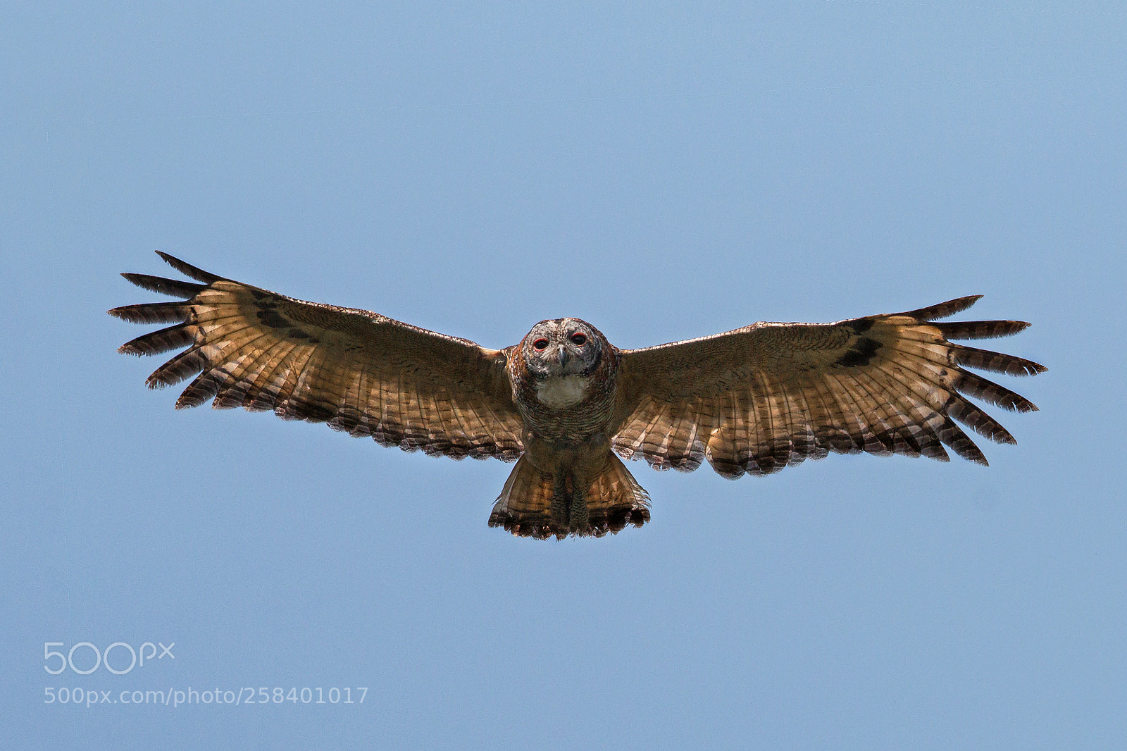 Canon EOS 70D sample photo. Mottled wood owl photography