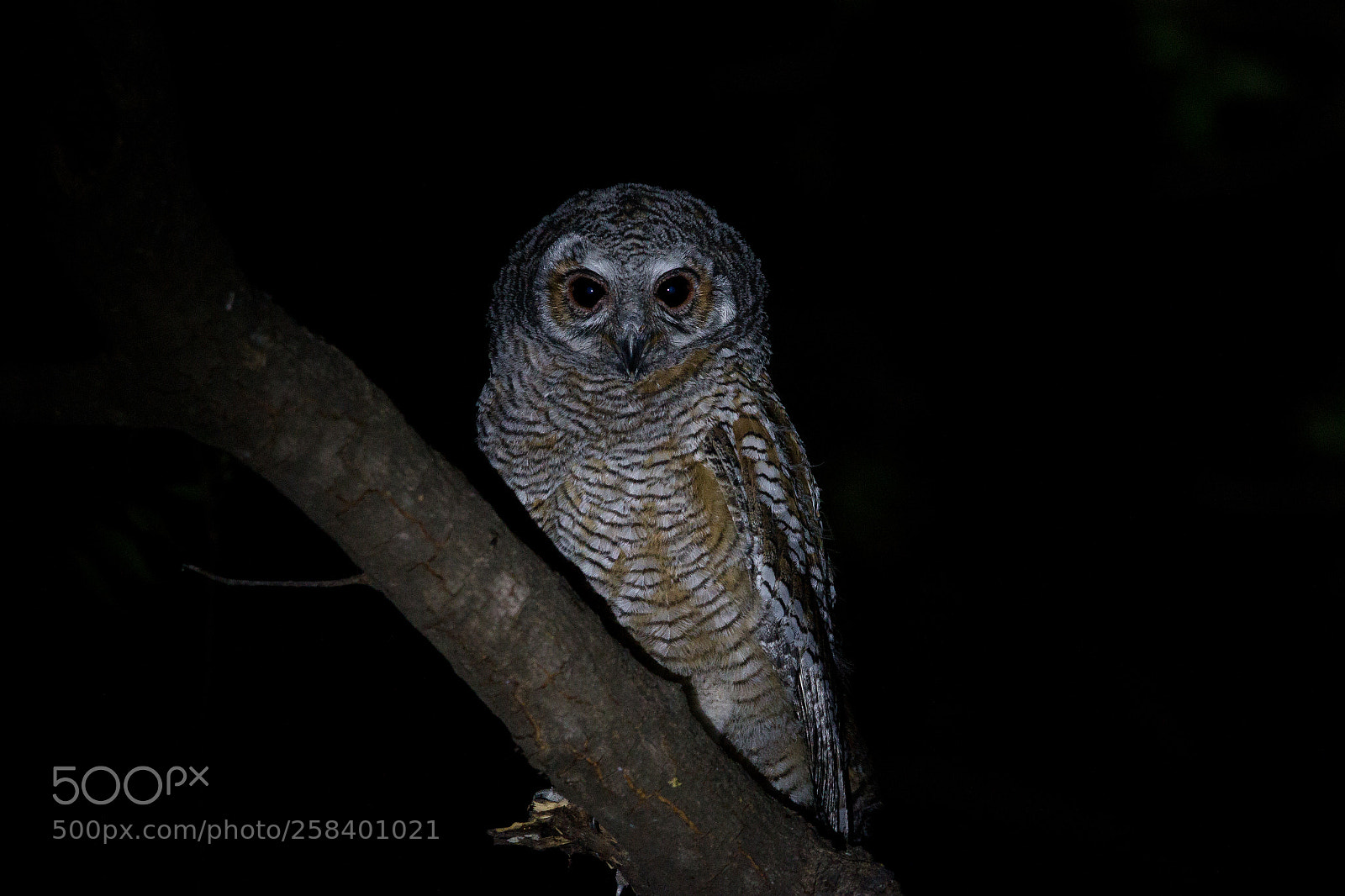 Canon EOS 70D sample photo. Mottled wood owl photography