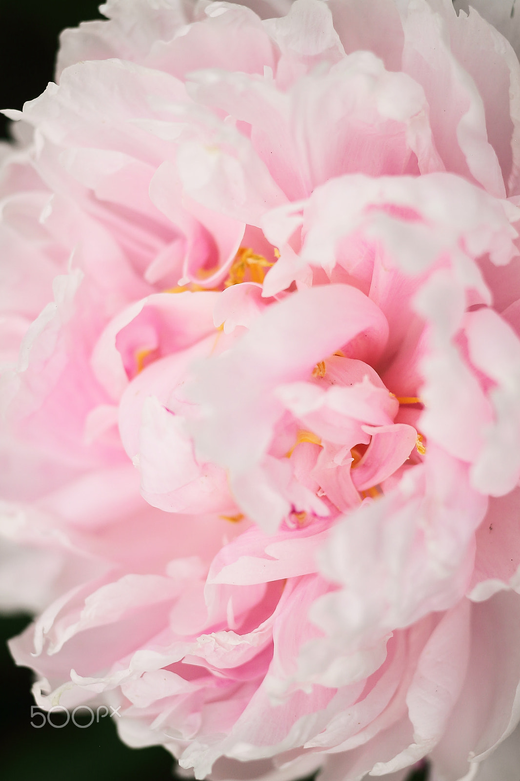 Canon EOS 7D + Canon EF 50mm F1.8 II sample photo. Pink rhododendron photography