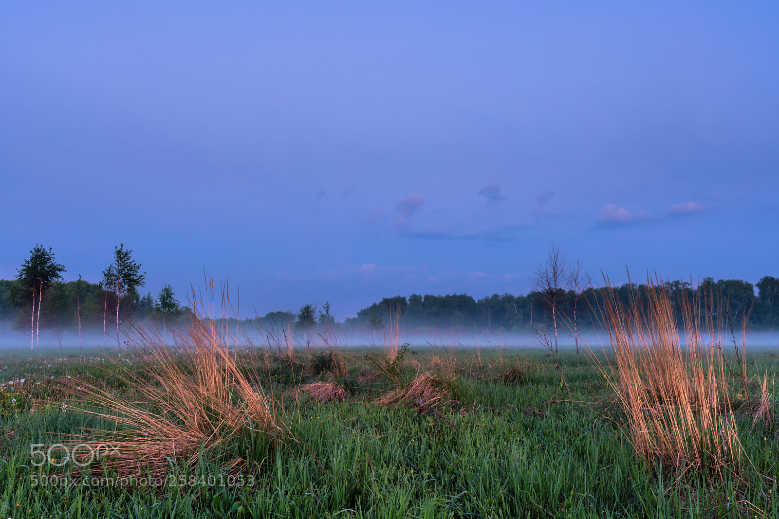 Sony a7R III sample photo. Spring field photography