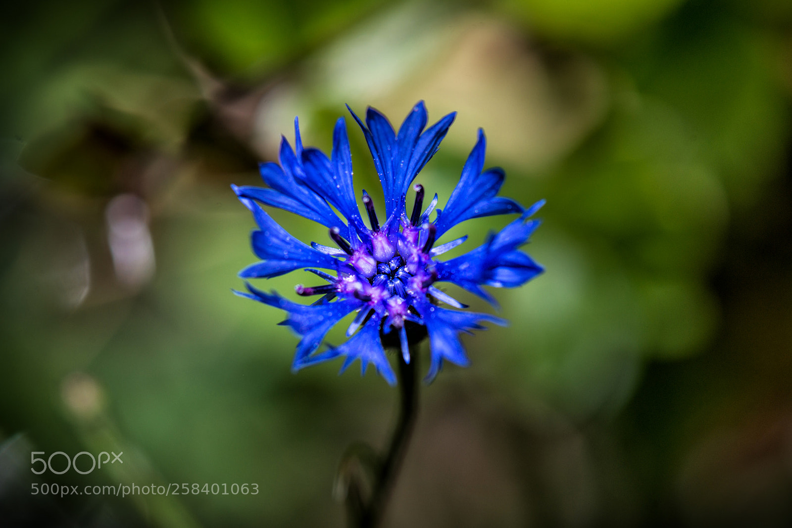 Nikon D800 sample photo. Blue flower with green photography