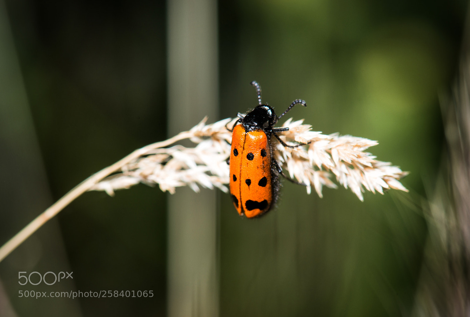 Nikon D800 sample photo. Red bug photography