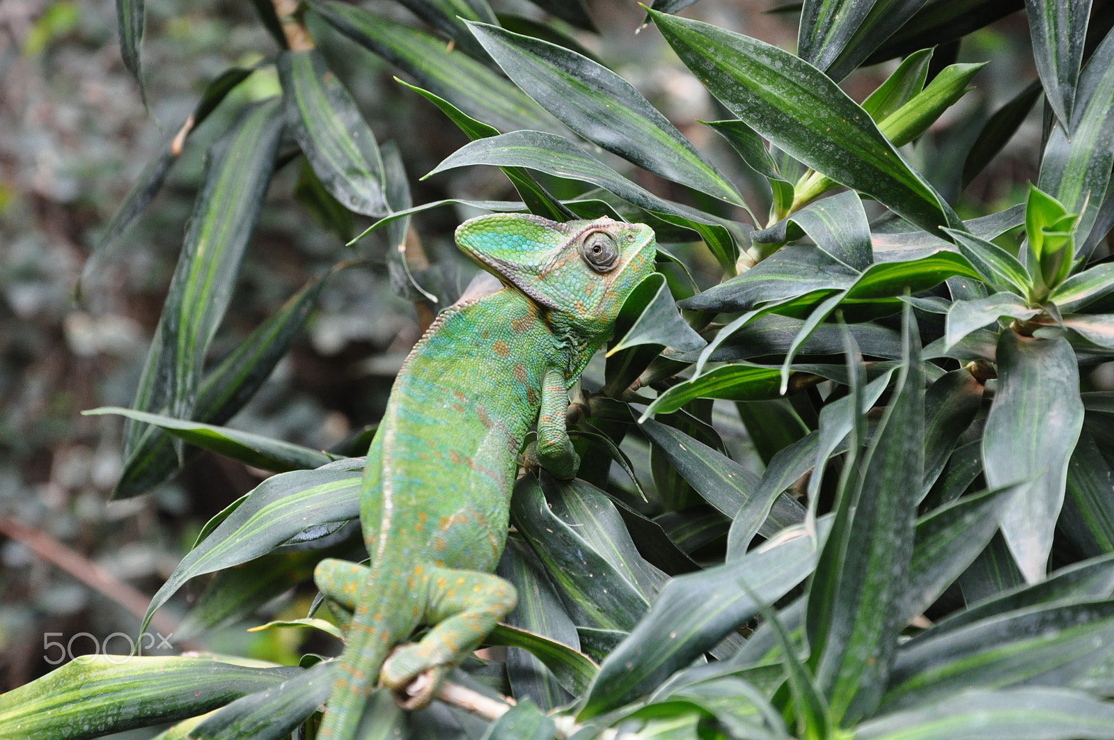 Nikon D5000 sample photo. Hamburger zoo photography
