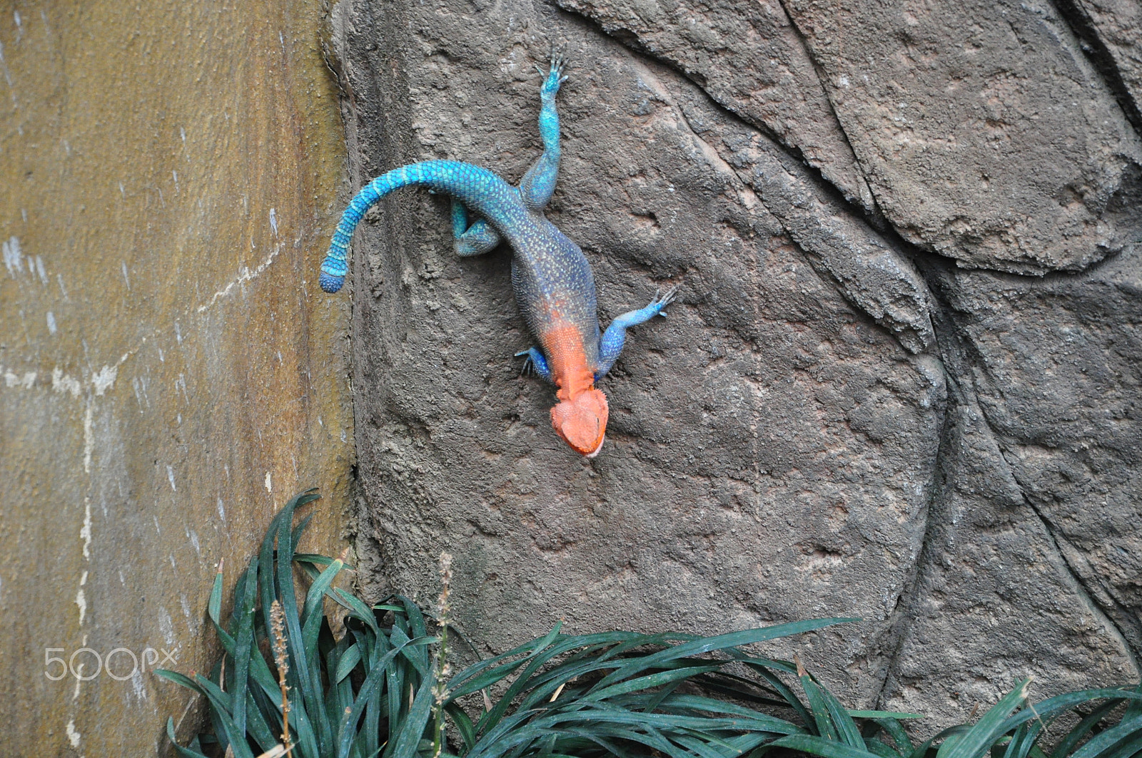 Nikon D5000 sample photo. Hamburger zoo photography