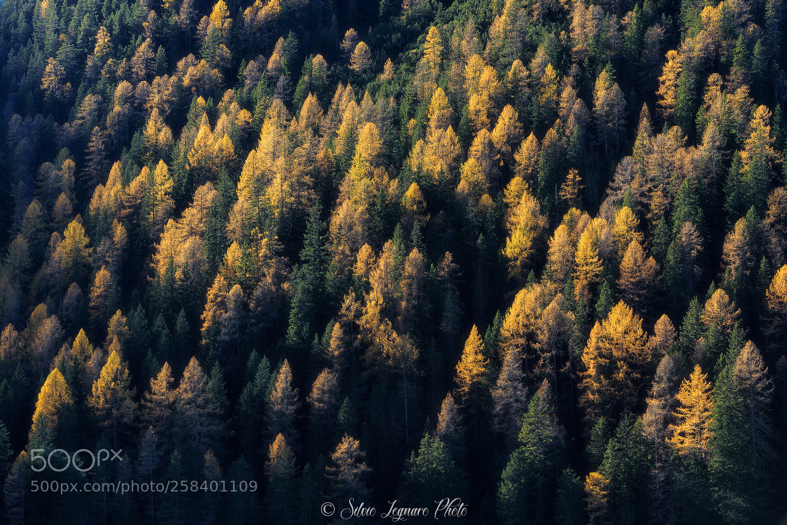 Canon EOS 6D sample photo. Trees photography