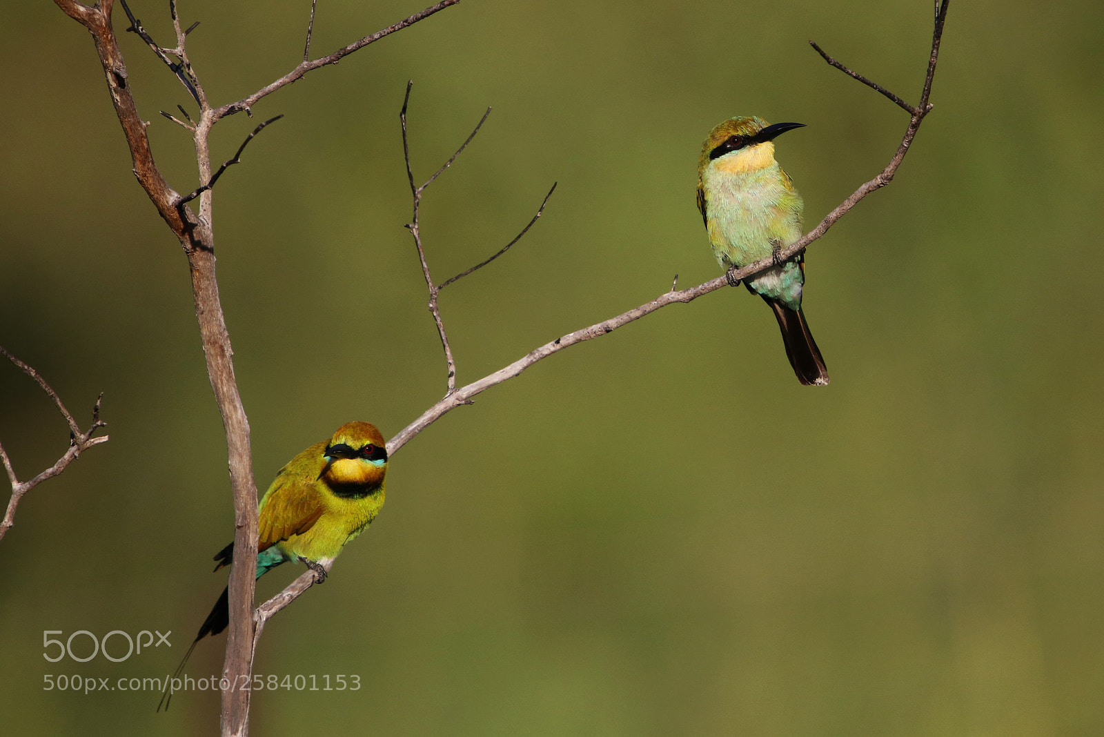 Canon EOS 80D sample photo. Bee-eaters photography