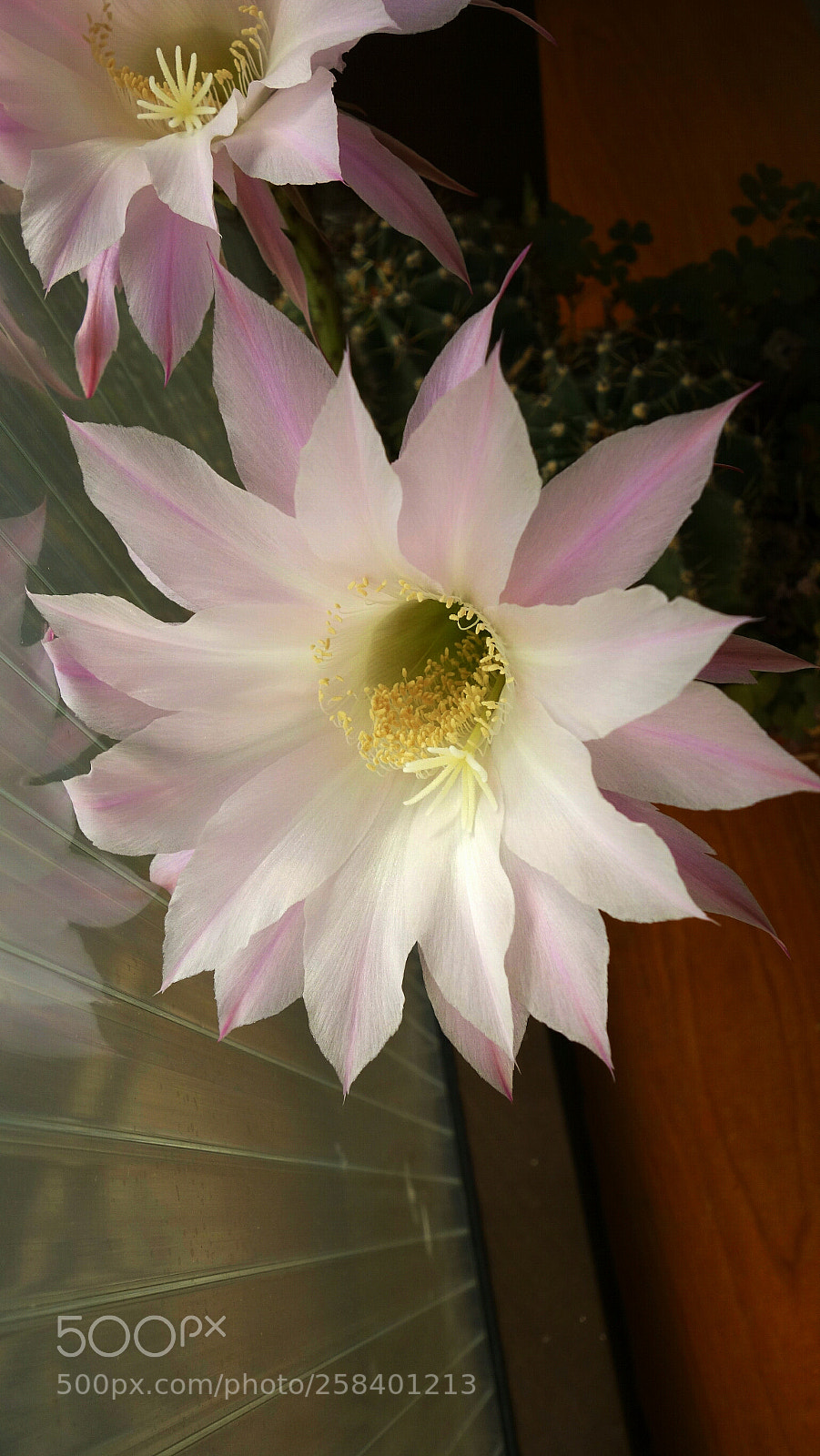 Sony Cyber-shot DSC-RX100 sample photo. Time for cactus photography