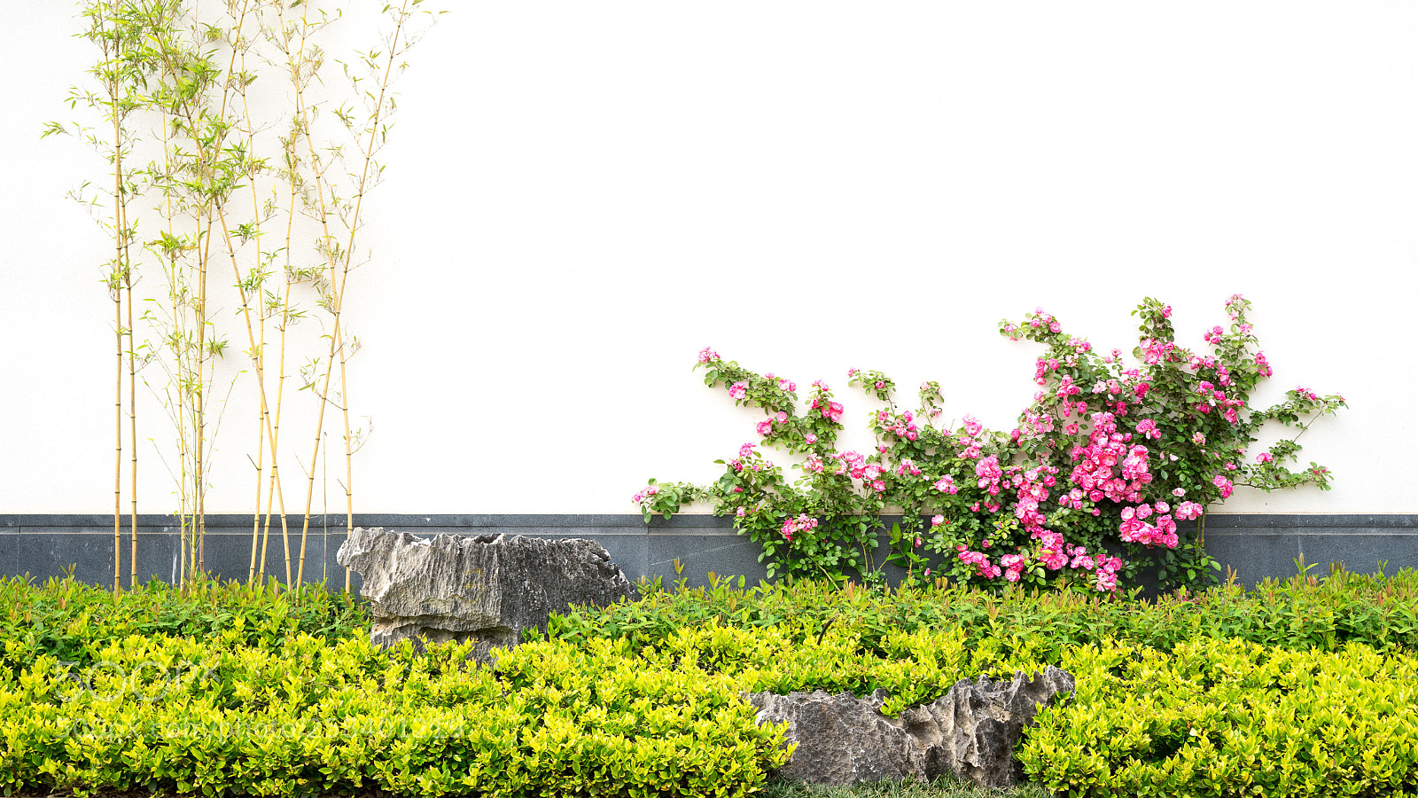 Sony a7 sample photo. Rosebush #1 photography