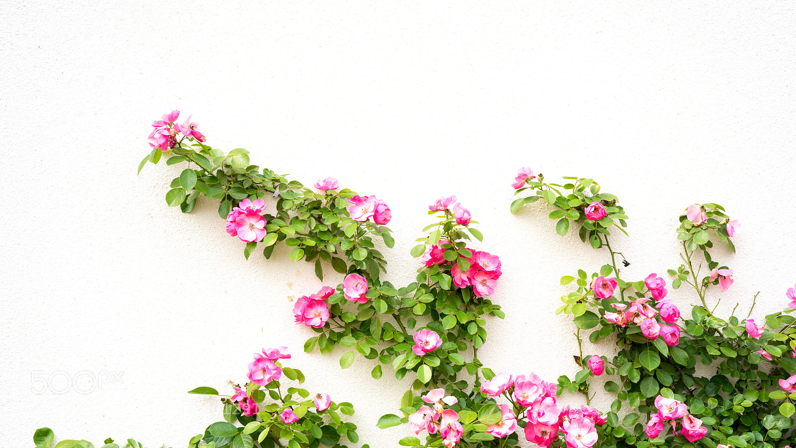 Sony a7 sample photo. Rosebush #2 photography