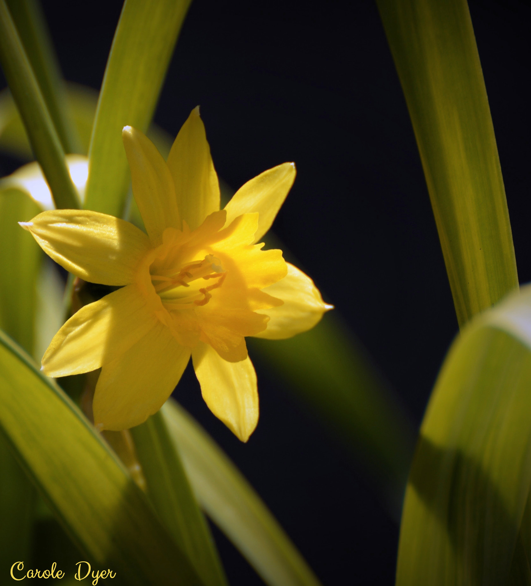 Nikon D3200 sample photo. The daffodil photography