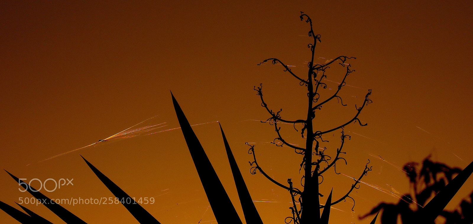Canon PowerShot SX60 HS sample photo. In the  sky brights photography