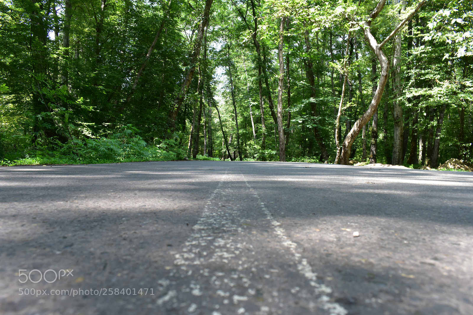 Nikon D3400 sample photo. Jungle photography